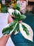 Hoya Incrassata Albo Variegated Trailing Full Potted House Plant 4” climbing vining d