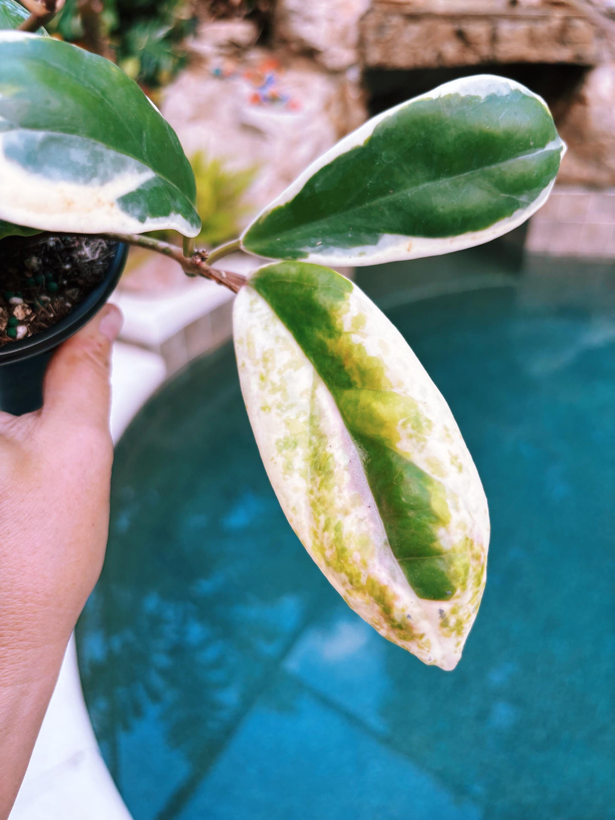 Hoya Incrassata Albo Variegated Trailing Full Potted House Plant 4” pot climbing vining e