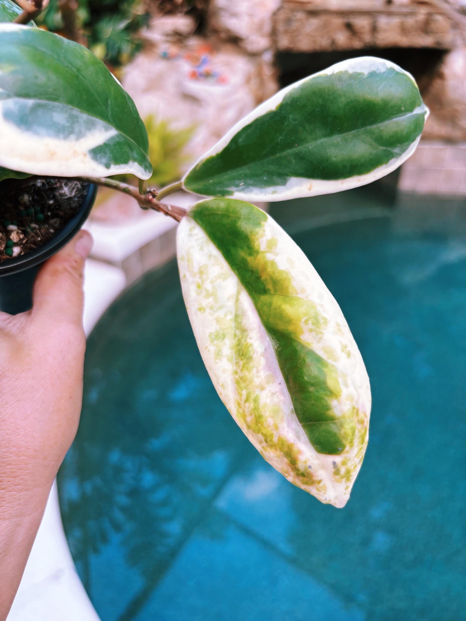 Hoya Incrassata Albo Variegated Trailing Full Potted House Plant 4” pot climbing vining e