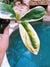 Hoya Incrassata Albo Variegated Trailing Full Potted House Plant 4” pot climbing vining e