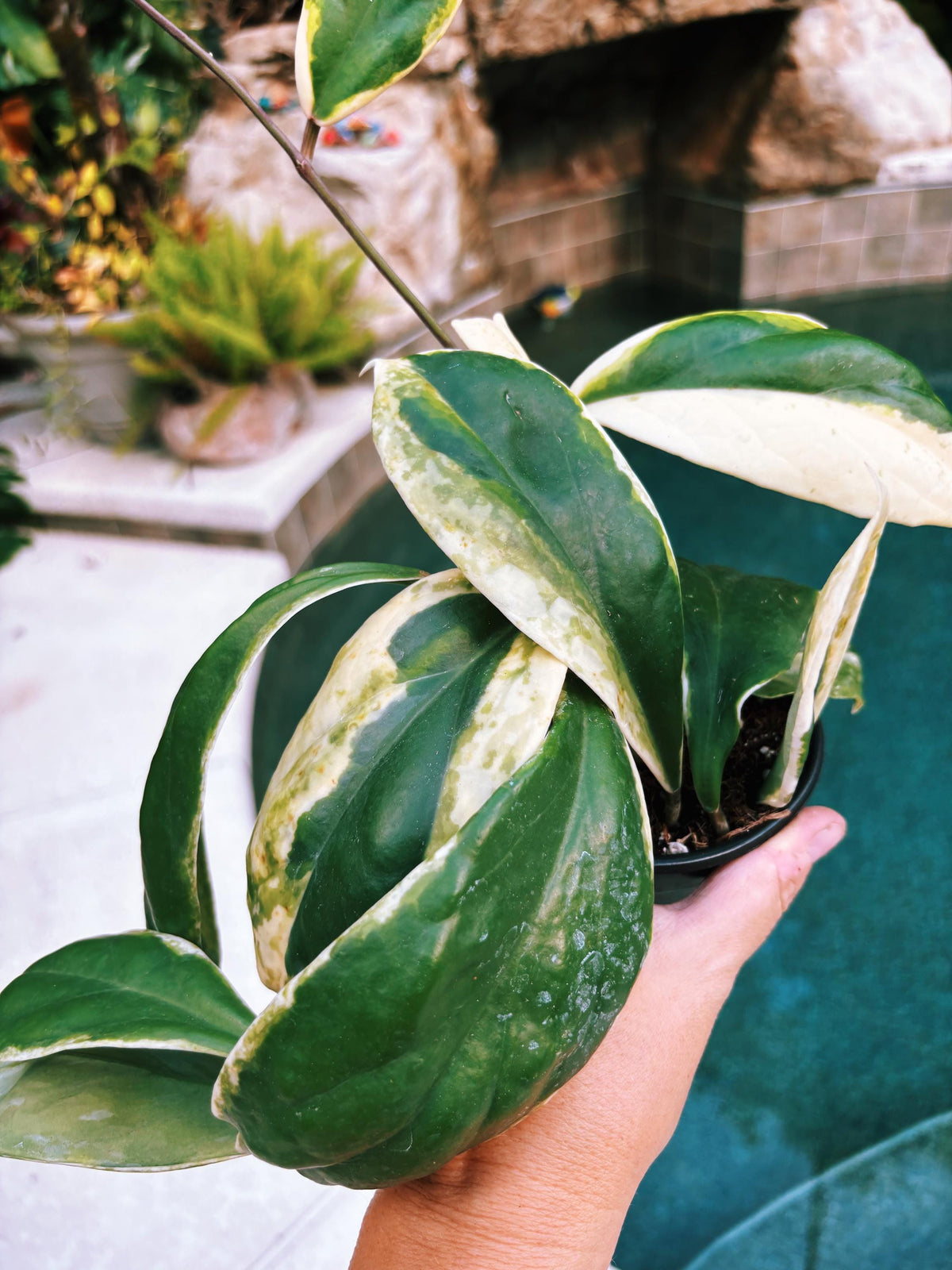 Hoya Incrassata Albo Variegated Trailing Full Potted House Plant 4” pot climbing vining f