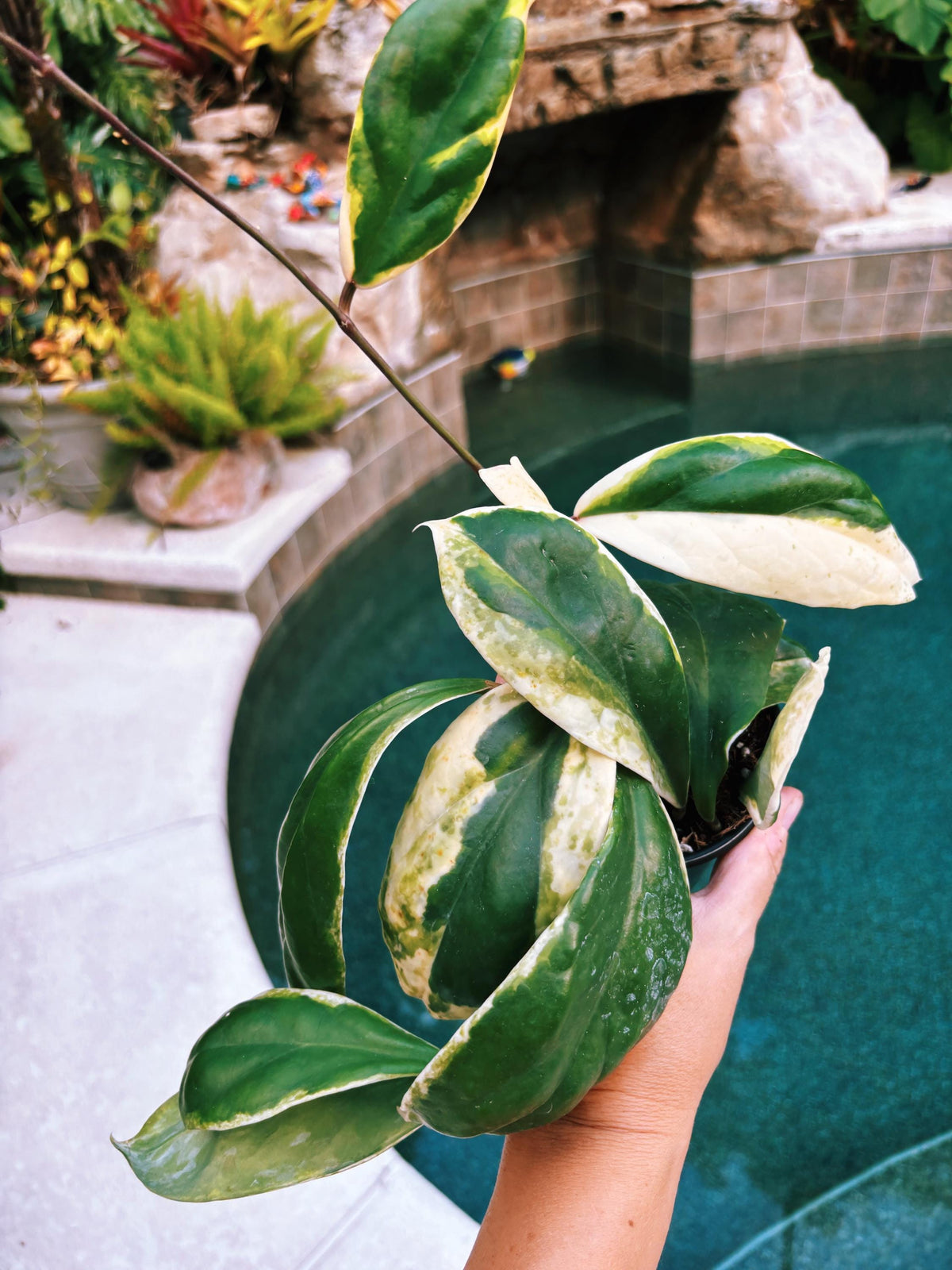 Hoya Incrassata Albo Variegated Trailing Full Potted House Plant 4” pot climbing vining f