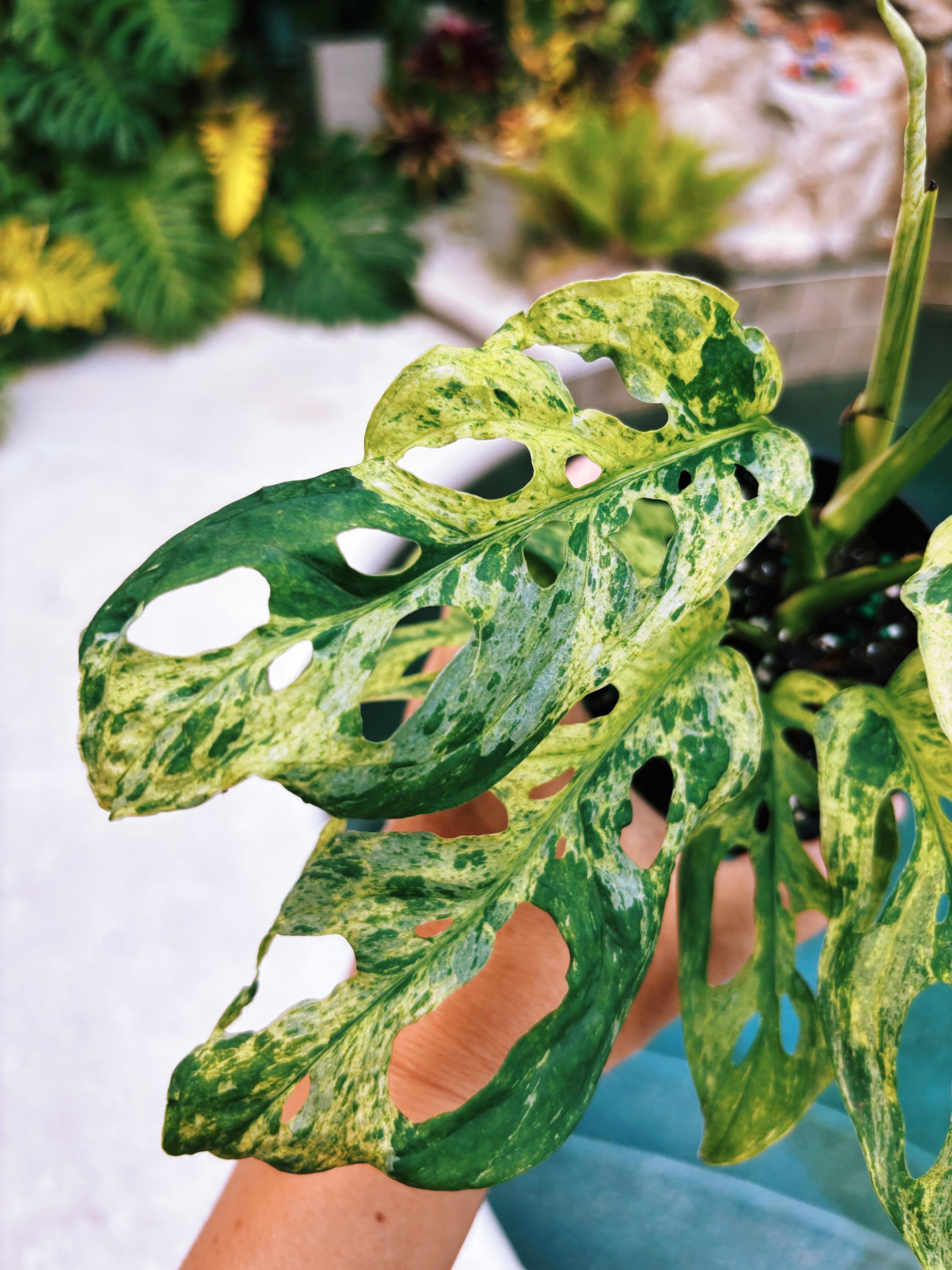 variegated monstera near me RARE Variegated Monstera Adansonii Mottled Tropical House Plant Aroid