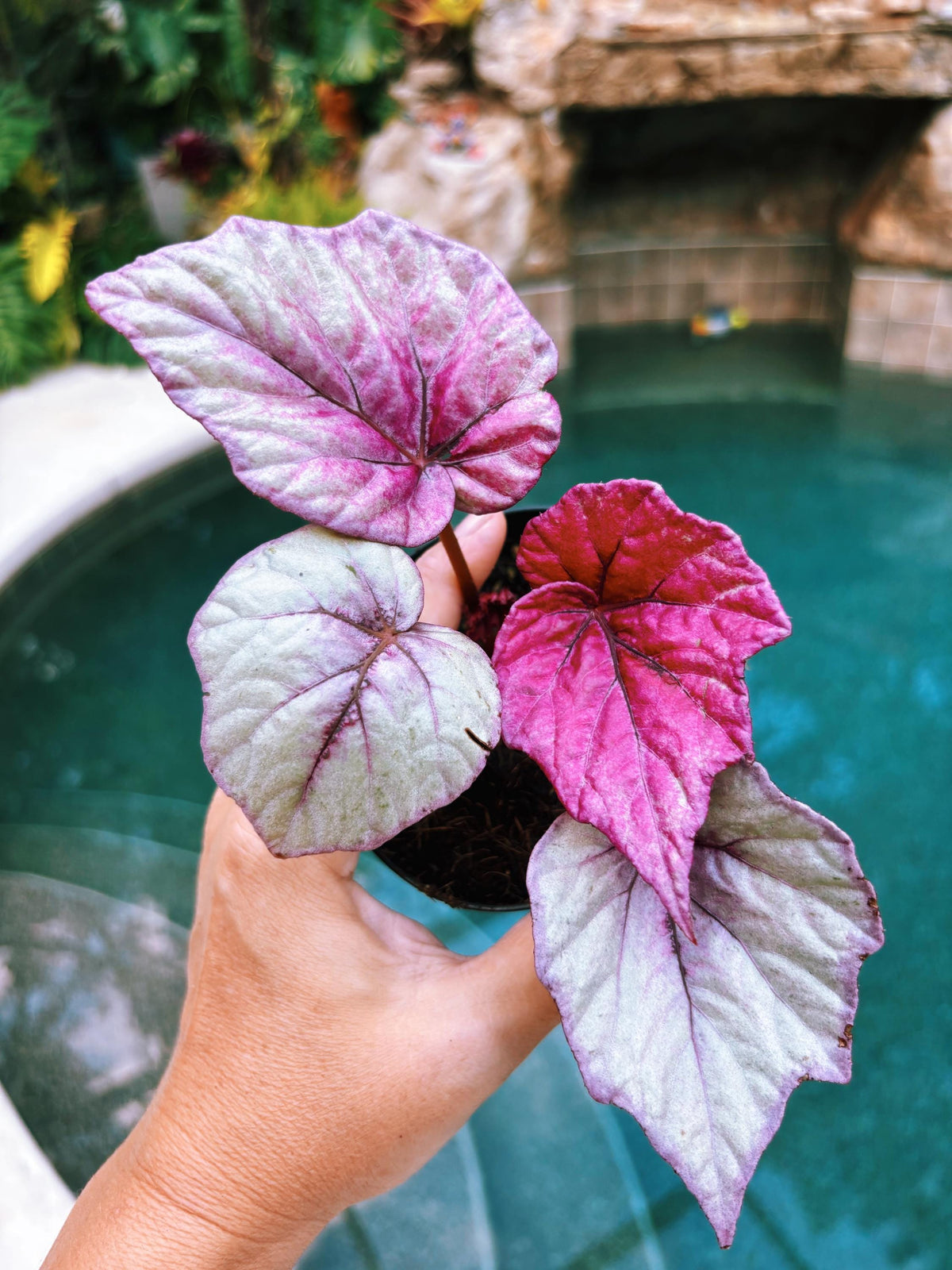 RARE Rex Begonia Pink Inca Flame Shimmer Live House Starter Plant Potted 4” gift