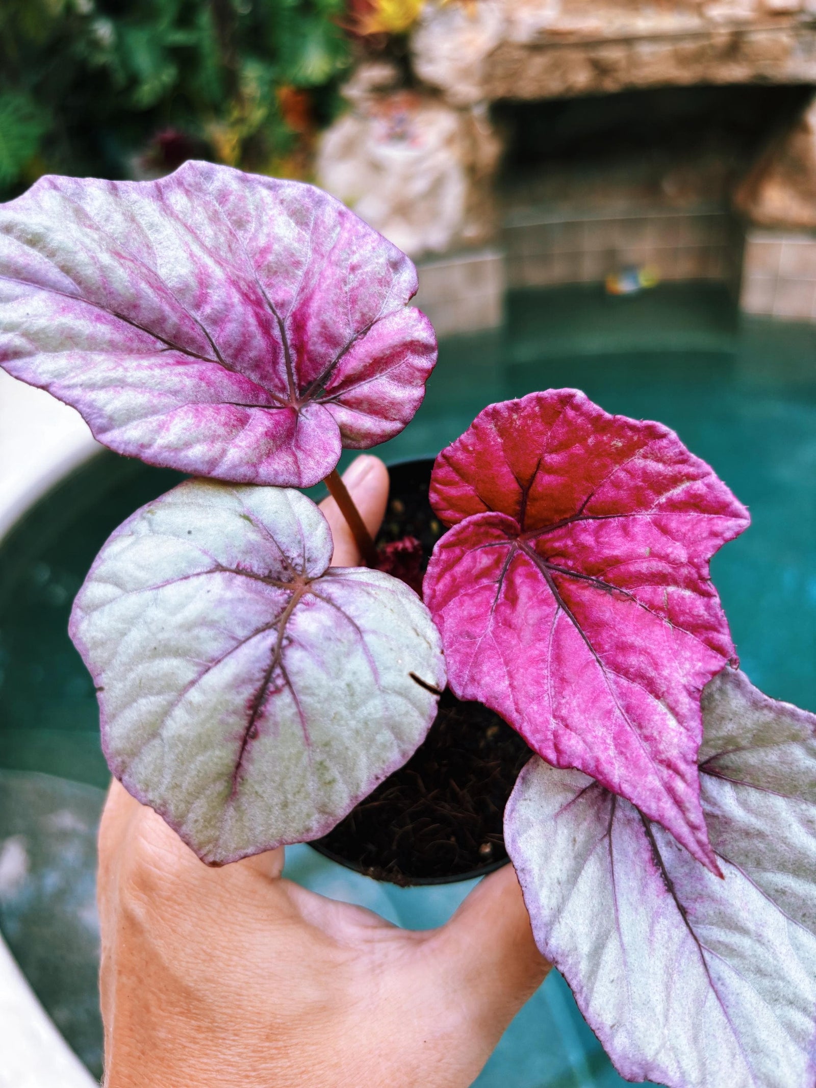 RARE Rex Begonia Pink Inca Flame Shimmer Live House Starter Plant Potted 4” gift