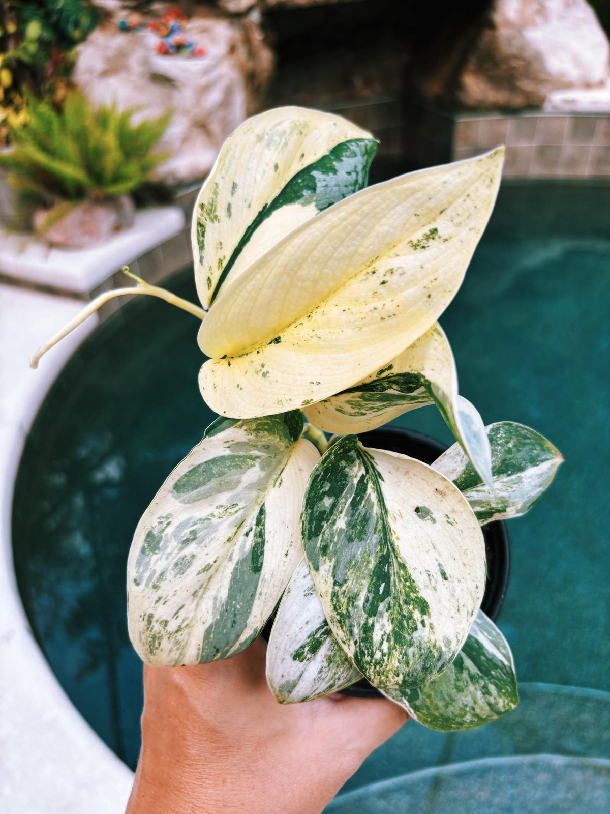 RARE Variegated Scindapsus Treubii Moonlight Tropical House Plant Climbing Aroid 4” Potted growers choice