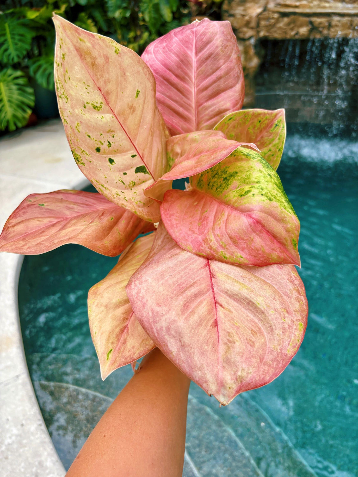 Rare large leaves Variegated Aglaonema ‘Kamlai Thong Live House Plant Potted 4” pot gift US Seller growers choice