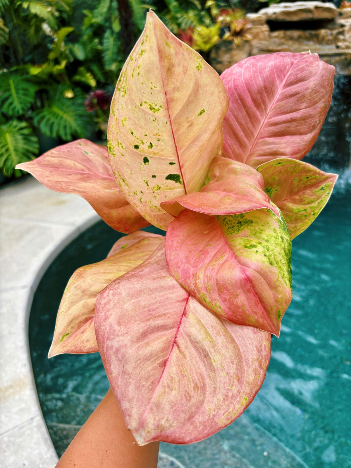 Rare large leaves Variegated Aglaonema ‘Kamlai Thong Live House Plant Potted 4” pot gift US Seller growers choice