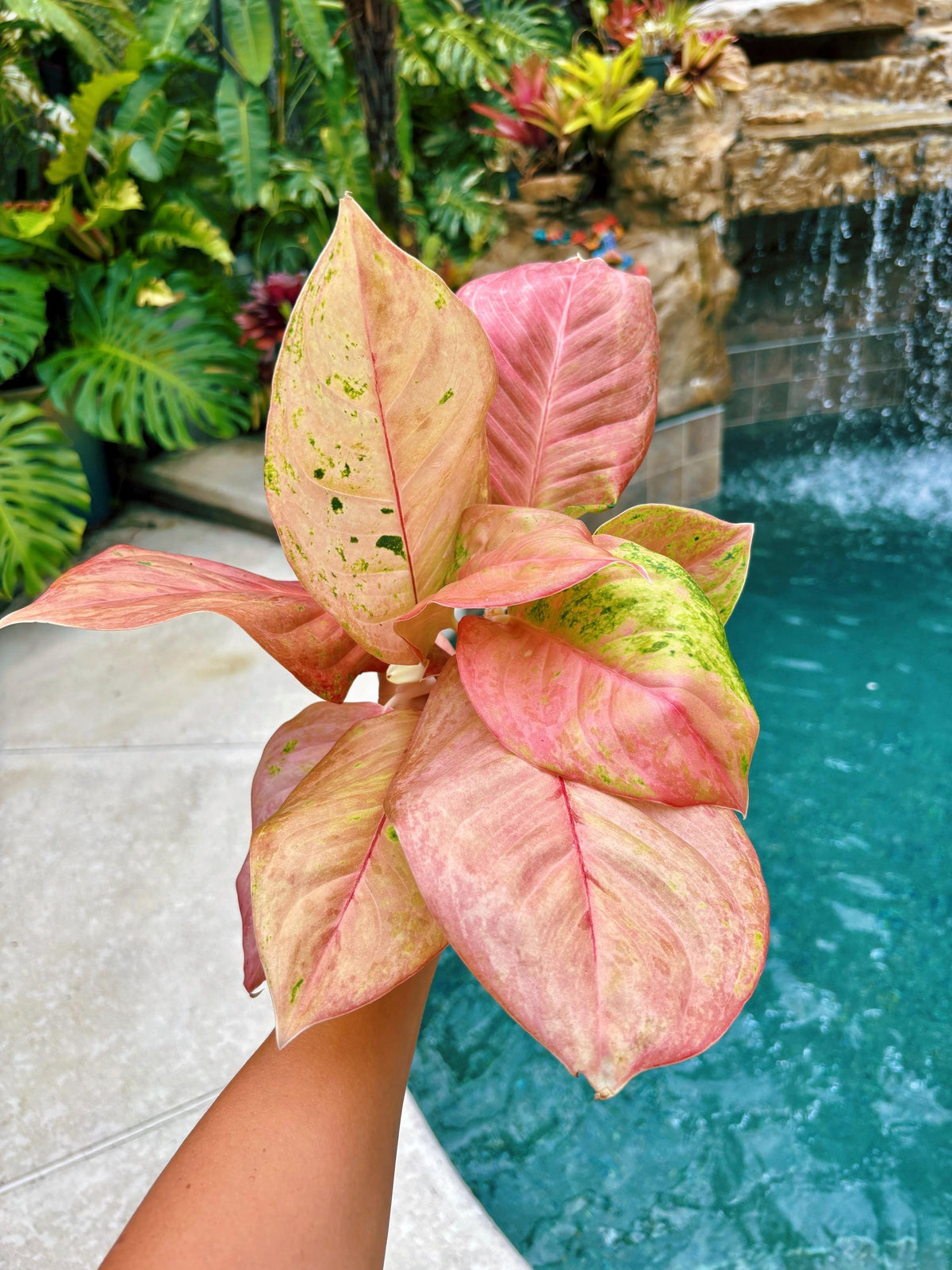 Rare large leaves Variegated Aglaonema ‘Kamlai Thong Live House Plant Potted 4” pot gift US Seller growers choice