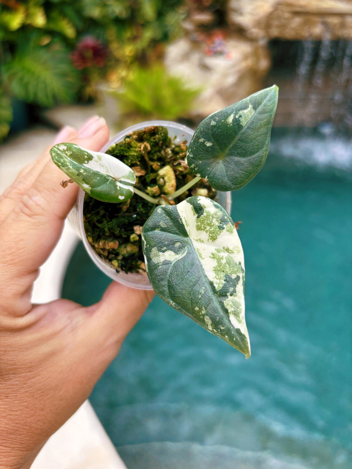 Rare- actual plant Variegated Alocasia Maharani Albo Jewel Corm Grown Tropical House starter Plant Aroid 2” pot A