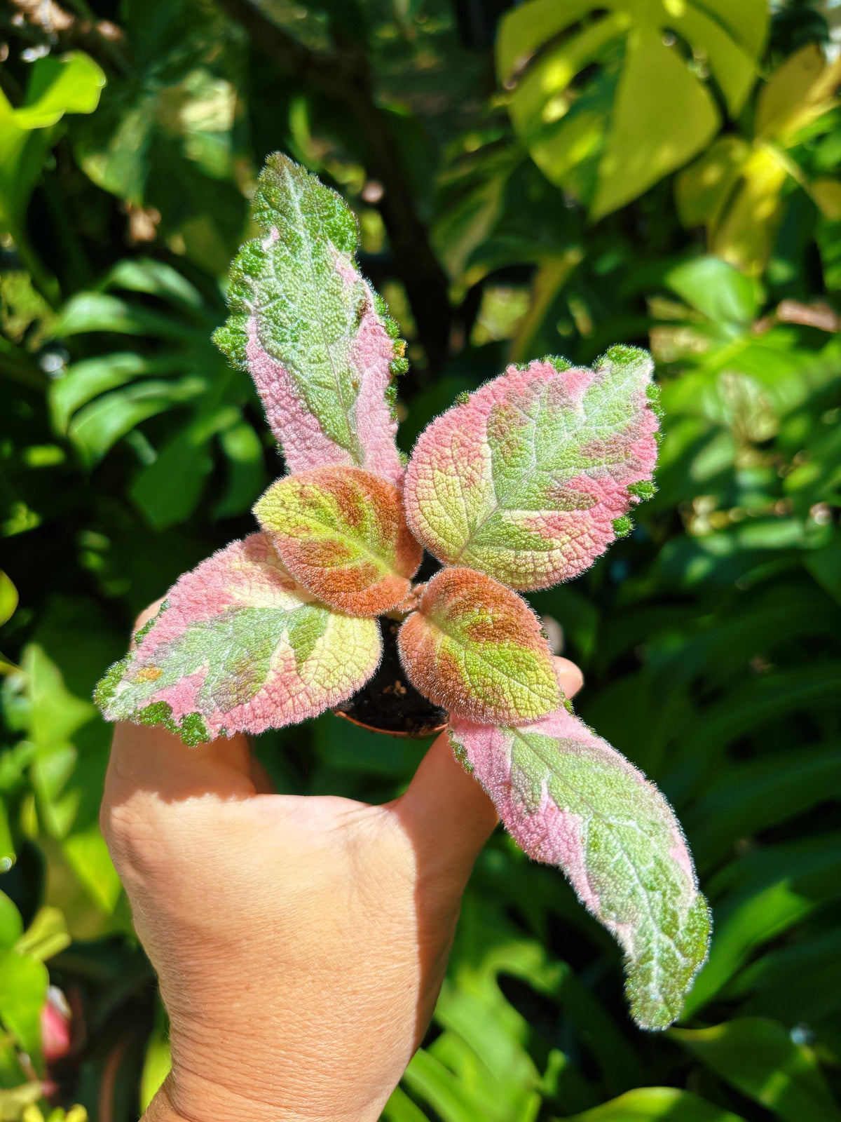 Episcia ‘Picasso variegated pink African Flame Violet flowering velvet live House pixie garden 2” Potted gift Plant growers choice
