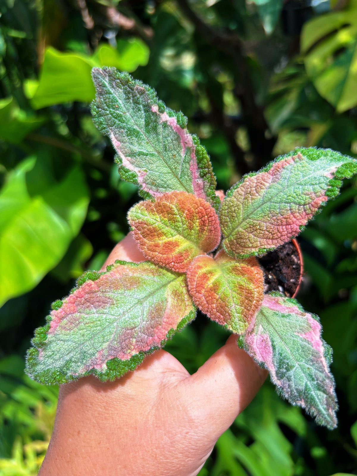 Episcia ‘Picasso variegated pink African Flame Violet flowering velvet live House pixie garden 2” Potted gift Plant growers choice