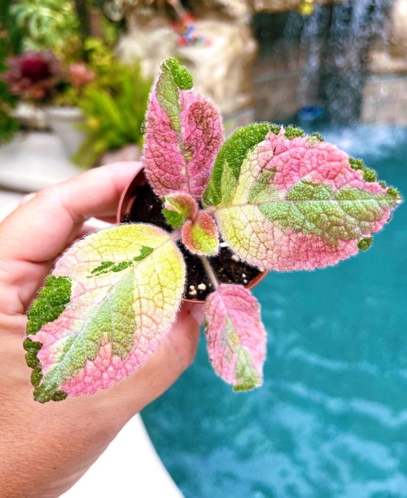 Episcia ‘Picasso variegated pink African Flame Violet flowering velvet live House pixie garden 2” Potted gift Plant growers choice