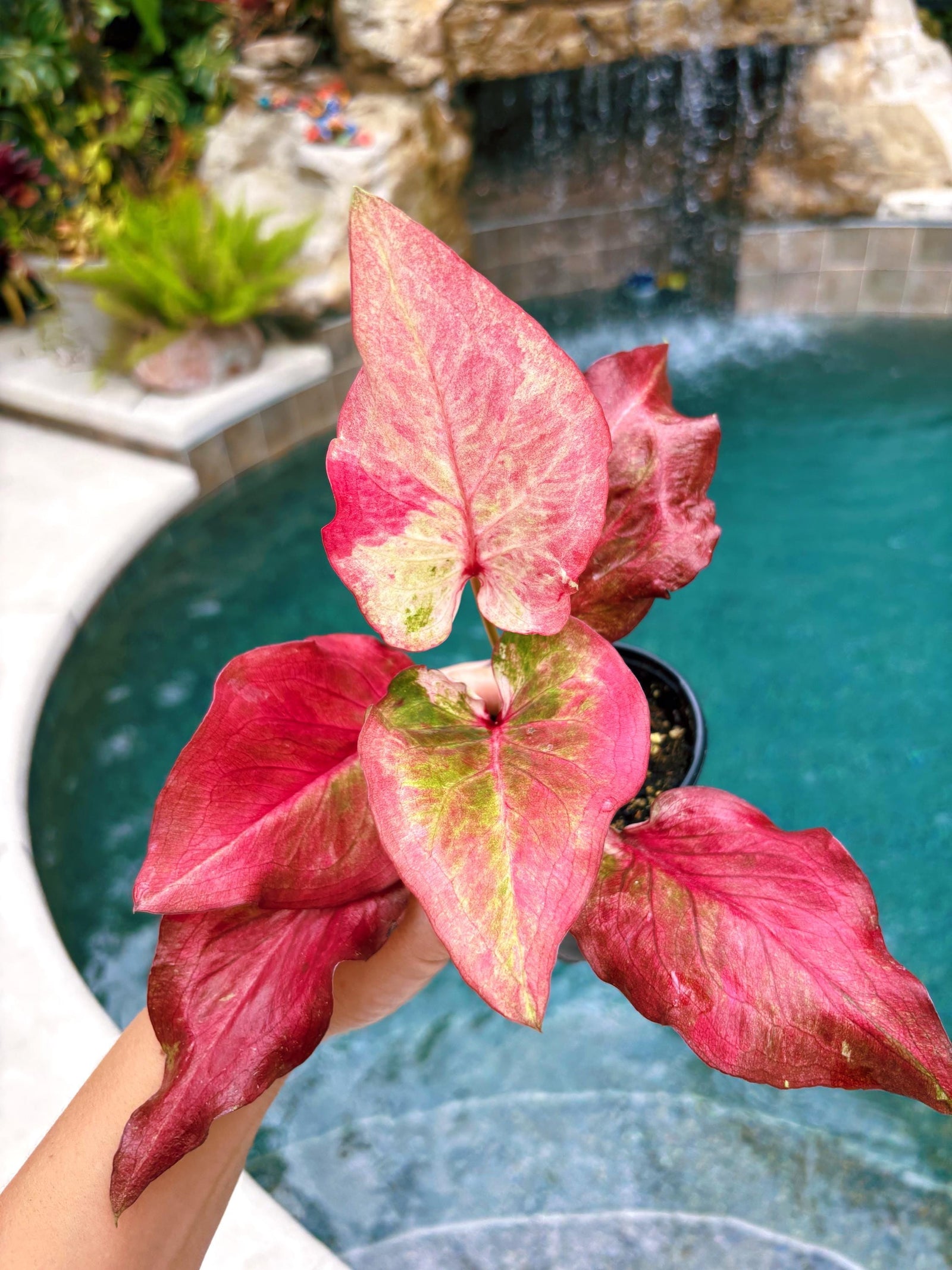Actual Plant - Rare Seed Grown Hybrid Thai Caladium variegated red pink leaf 3” potted house plant gift