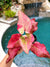 Actual Plant - Rare Seed Grown Hybrid Thai Caladium variegated red pink leaf 3” potted house plant gift