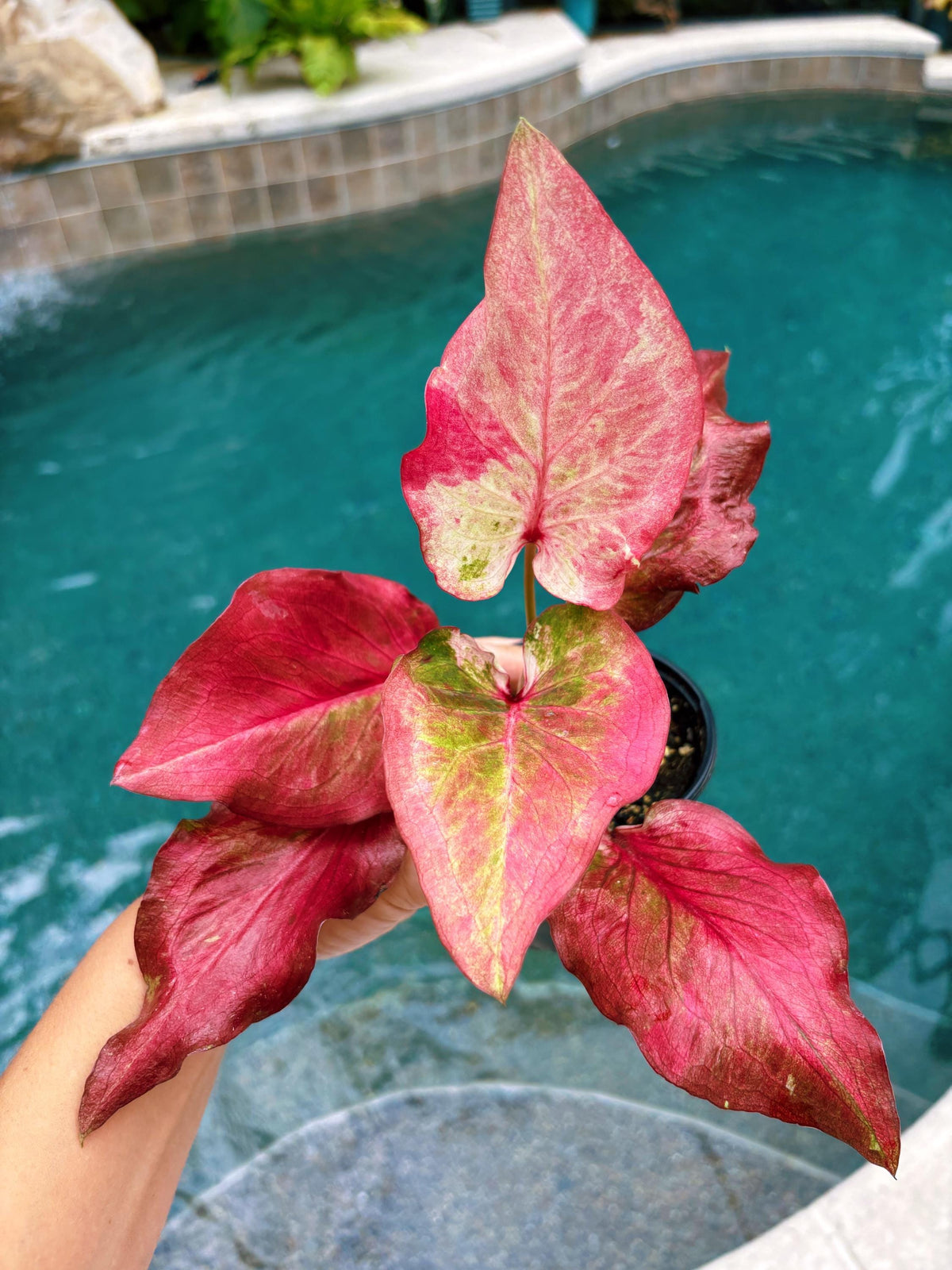 Actual Plant - Rare Seed Grown Hybrid Thai Caladium variegated red pink leaf 3” potted house plant gift