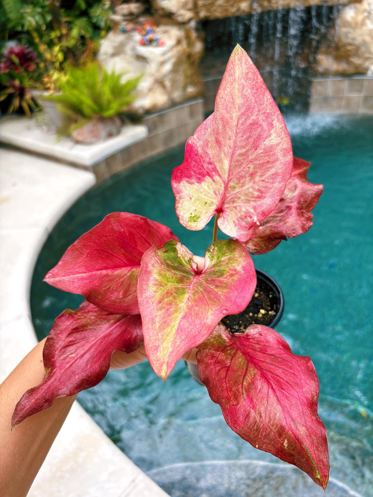 Actual Plant - Rare Seed Grown Hybrid Thai Caladium variegated red pink leaf 3” potted house plant gift