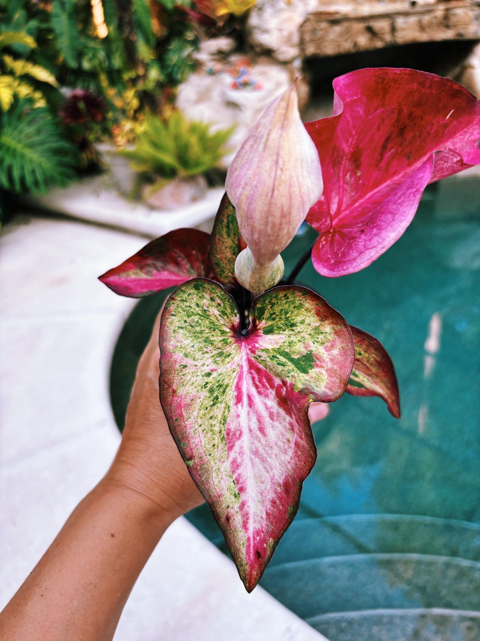 Actual Plant - Rare Seed Grown Hybrid Thai Caladium variegated Albo pink leaf 3 potted house plant gift