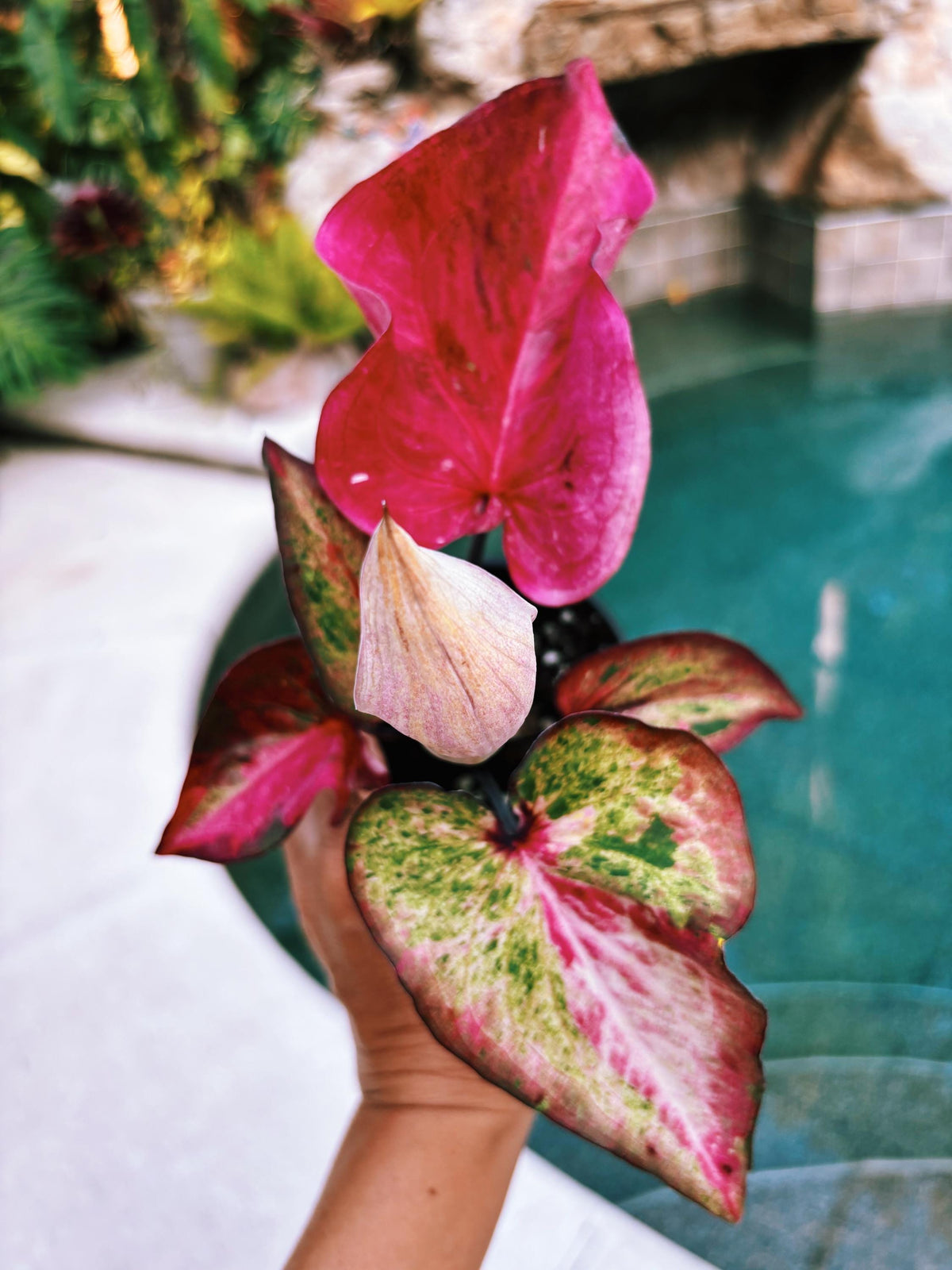 Actual Plant - Rare Seed Grown Hybrid Thai Caladium variegated Albo pink leaf 3 potted house plant gift