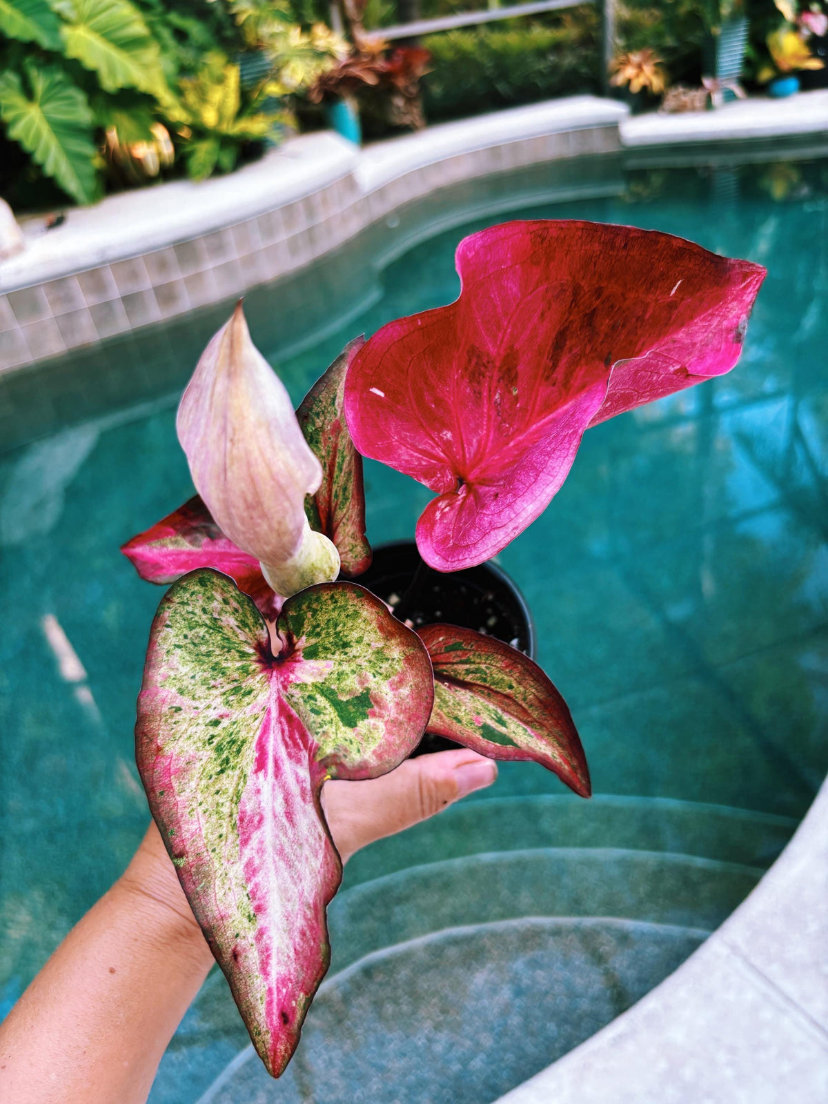 Actual Plant - Rare Seed Grown Hybrid Thai Caladium variegated Albo pink leaf 3 potted house plant gift