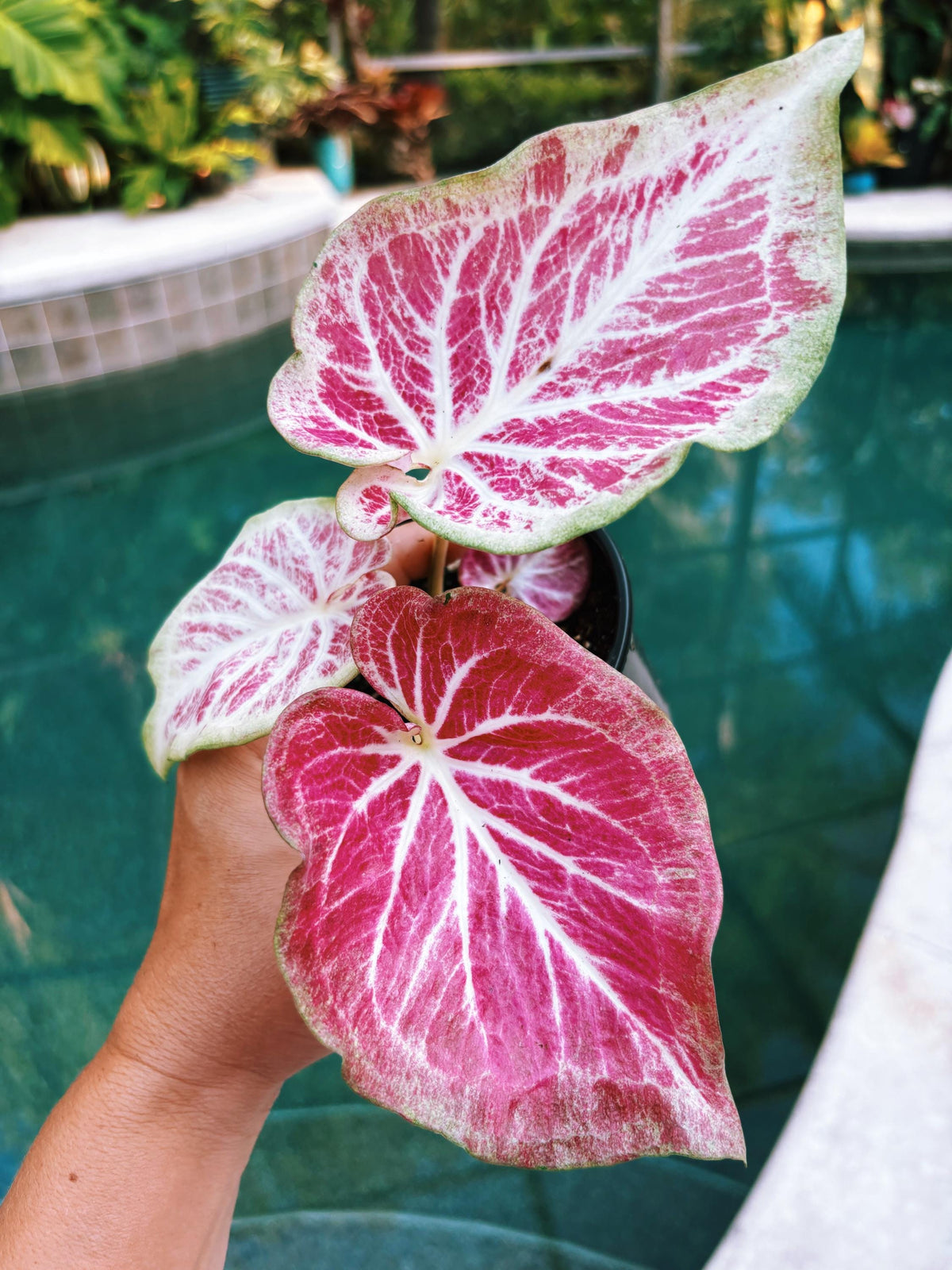 Actual Plant - Rare Seed Grown Hybrid Thai Caladium variegated white pink leaf 3” potted house plant gift 43s