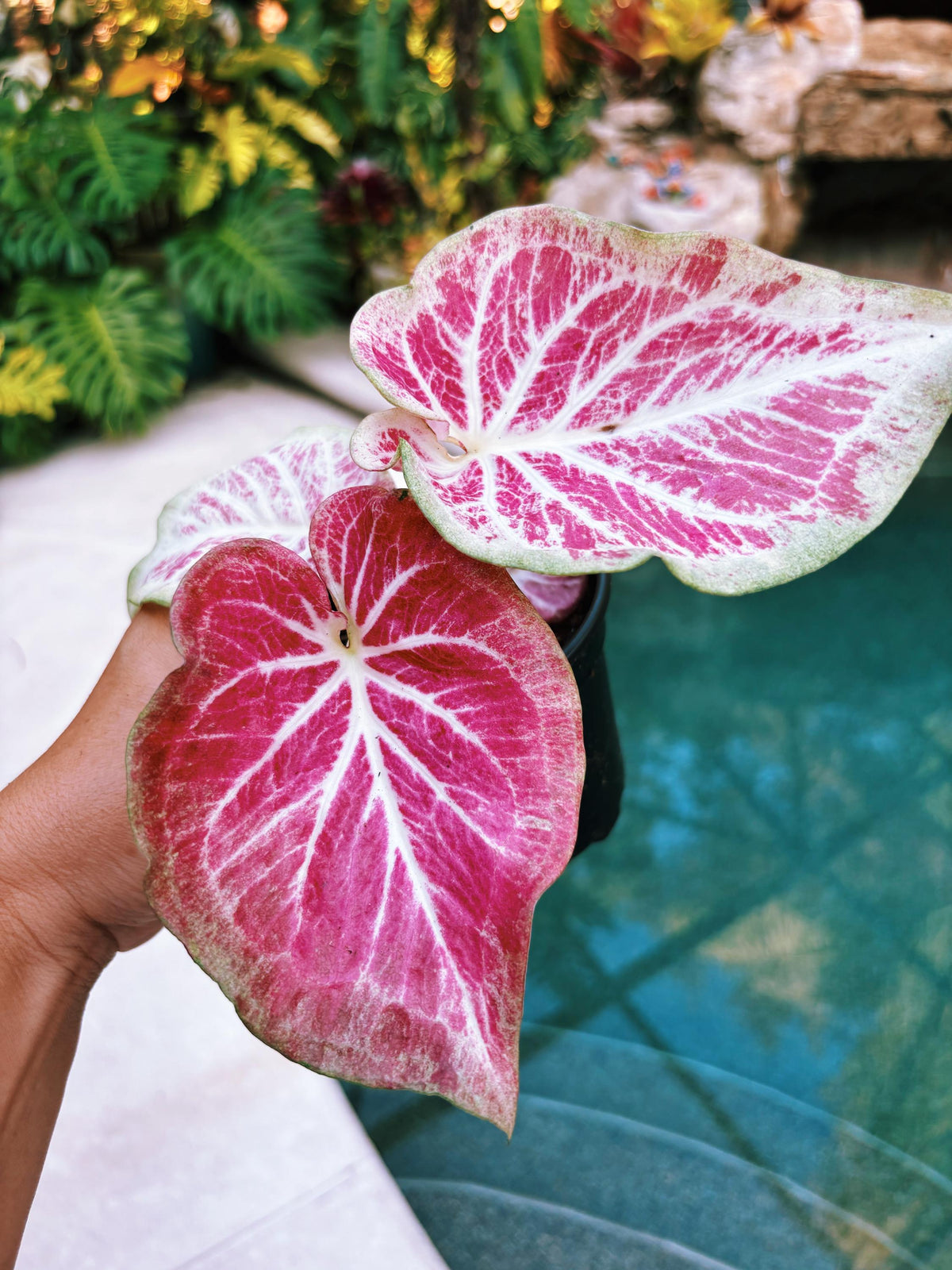 Actual Plant - Rare Seed Grown Hybrid Thai Caladium variegated white pink leaf 3” potted house plant gift 43s