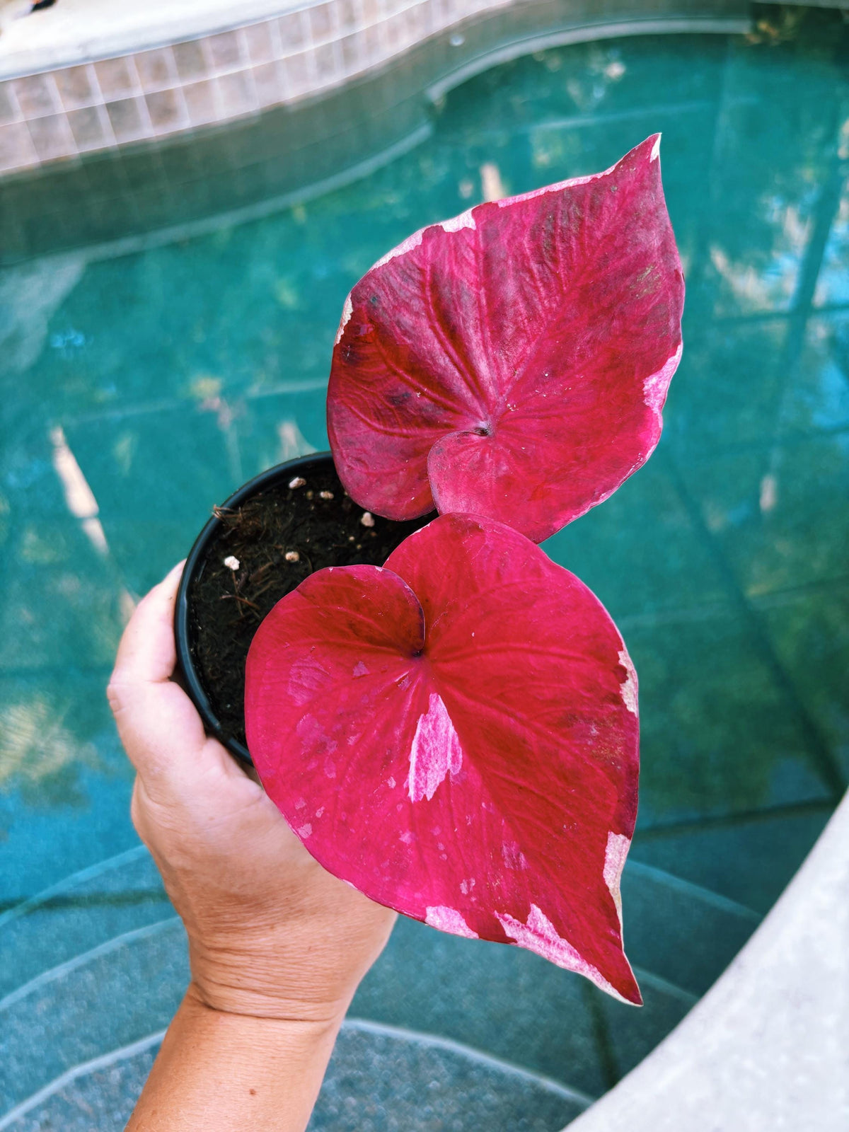 Actual Plant - Rare Seed Grown Hybrid Thai Caladium variegated Albo pink leaf 3” potted house plant gift 43t