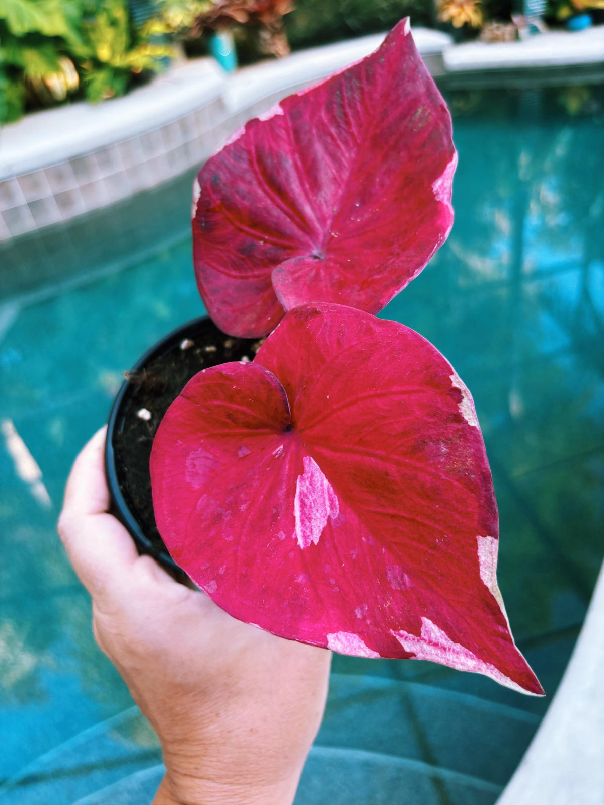 Actual Plant - Rare Seed Grown Hybrid Thai Caladium variegated Albo pink leaf 3” potted house plant gift 43t