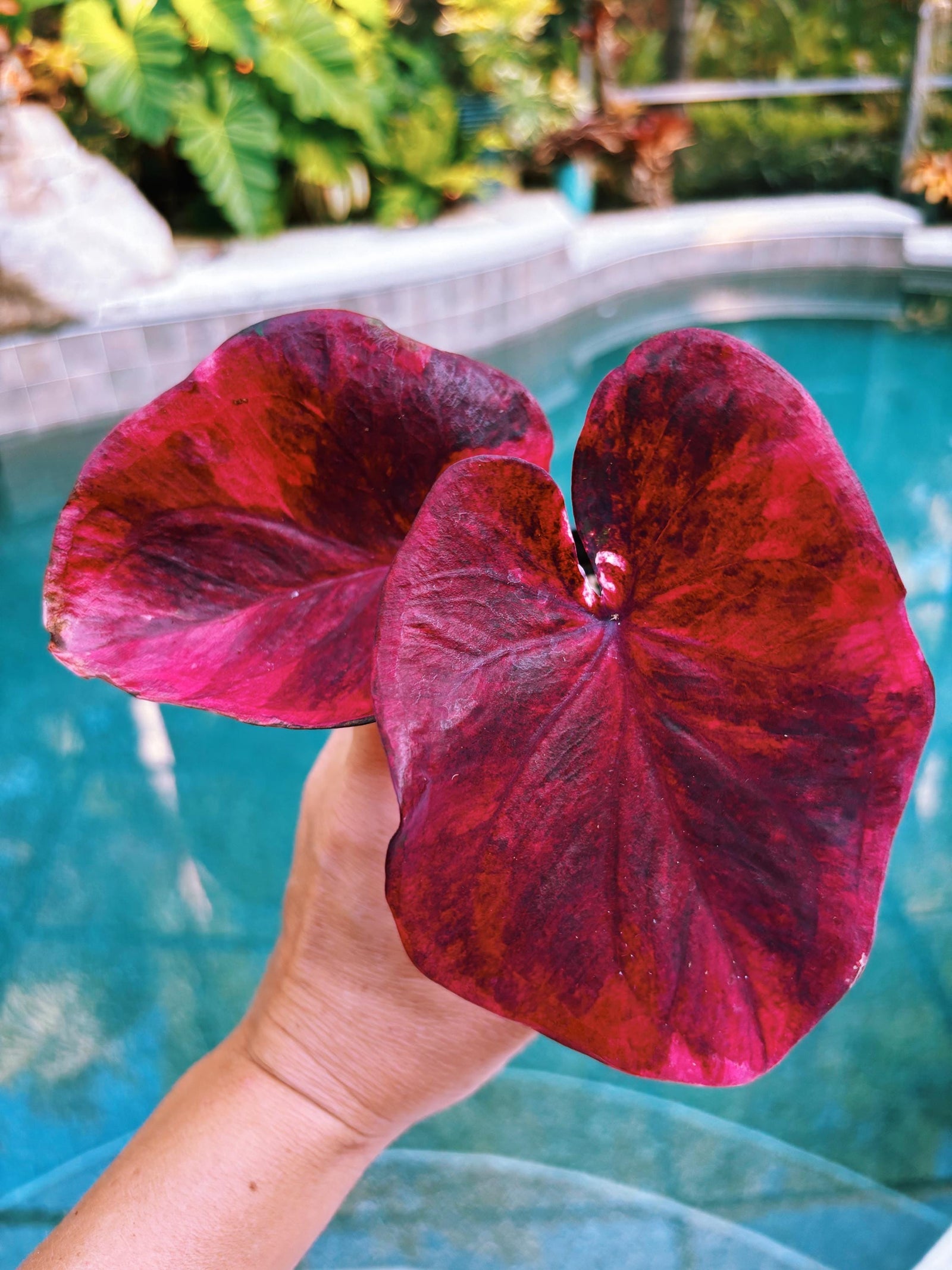 Actual Plant - Rare Seed Grown Hybrid Thai Caladium variegated magenta pink leaf 3” potted house plant gift 43u