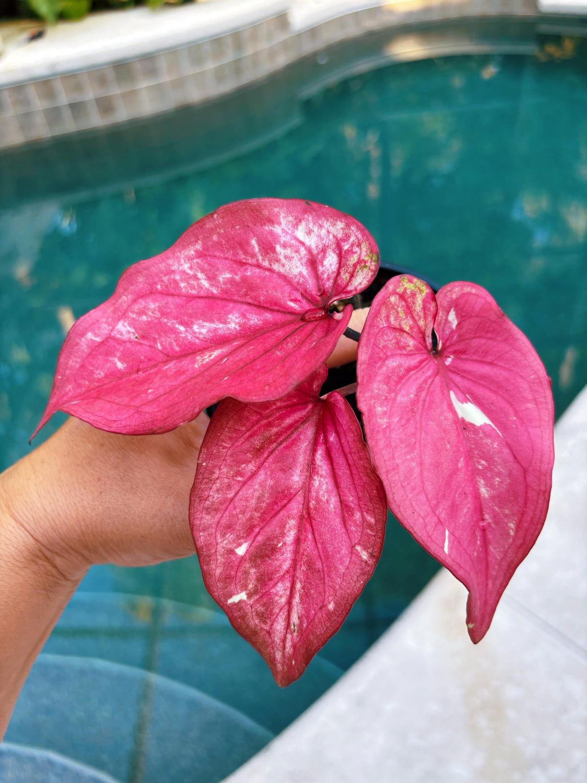 Actual Plant - Rare Seed Grown Hybrid Thai Caladium variegated magenta pink leaf 3” potted house plant gift 43p