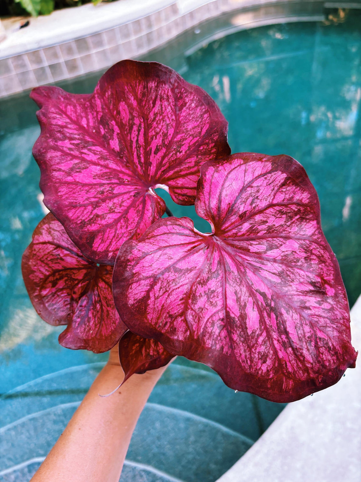 Actual Plant - Rare Seed Grown Hybrid Thai Caladium variegated magenta pink leaf 3” potted house plant gift 43o