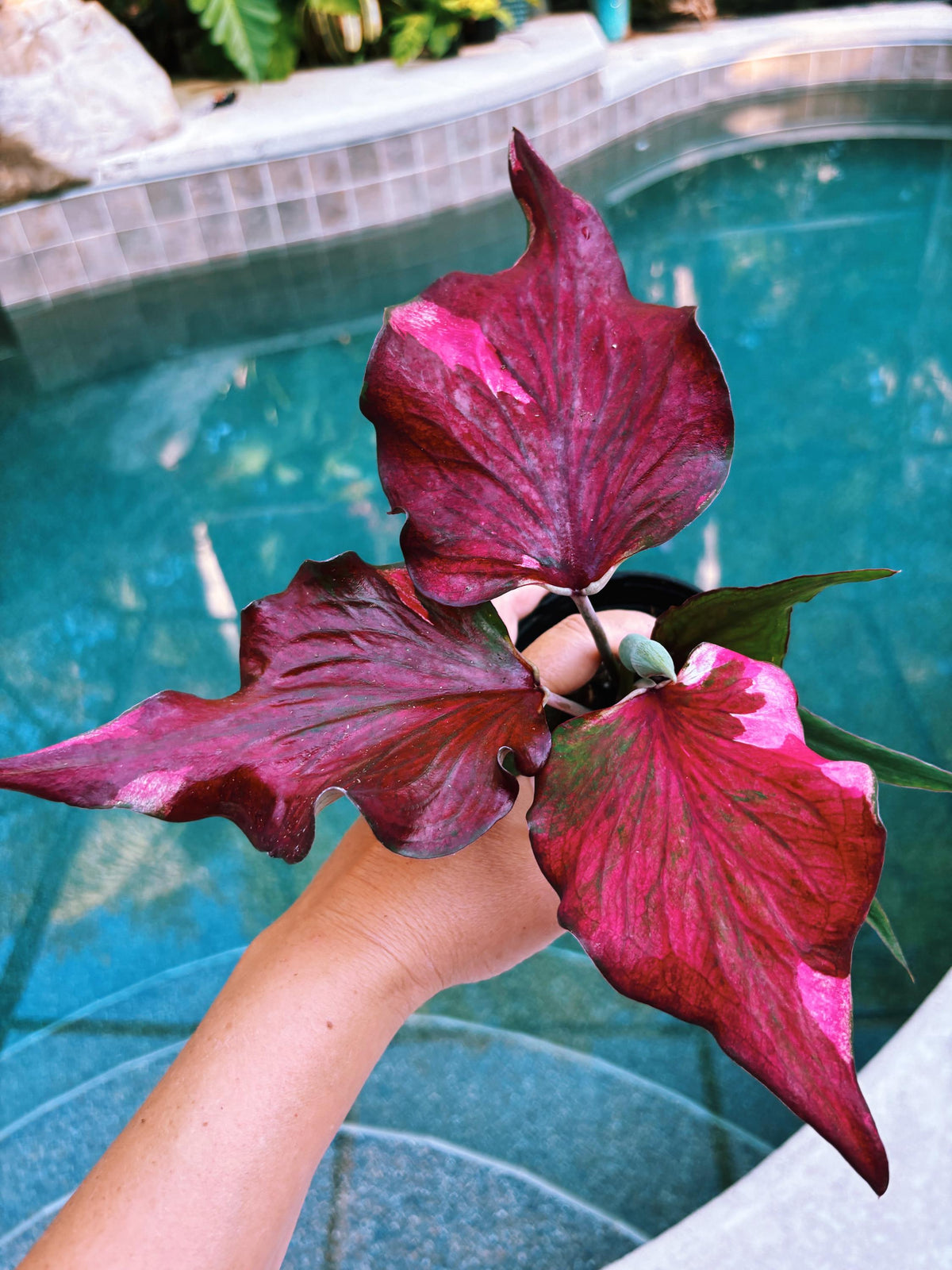 Actual Plant - Rare Seed Grown Hybrid Thai Caladium variegated magenta pink leaf 3” pot potted house plant gift 43n