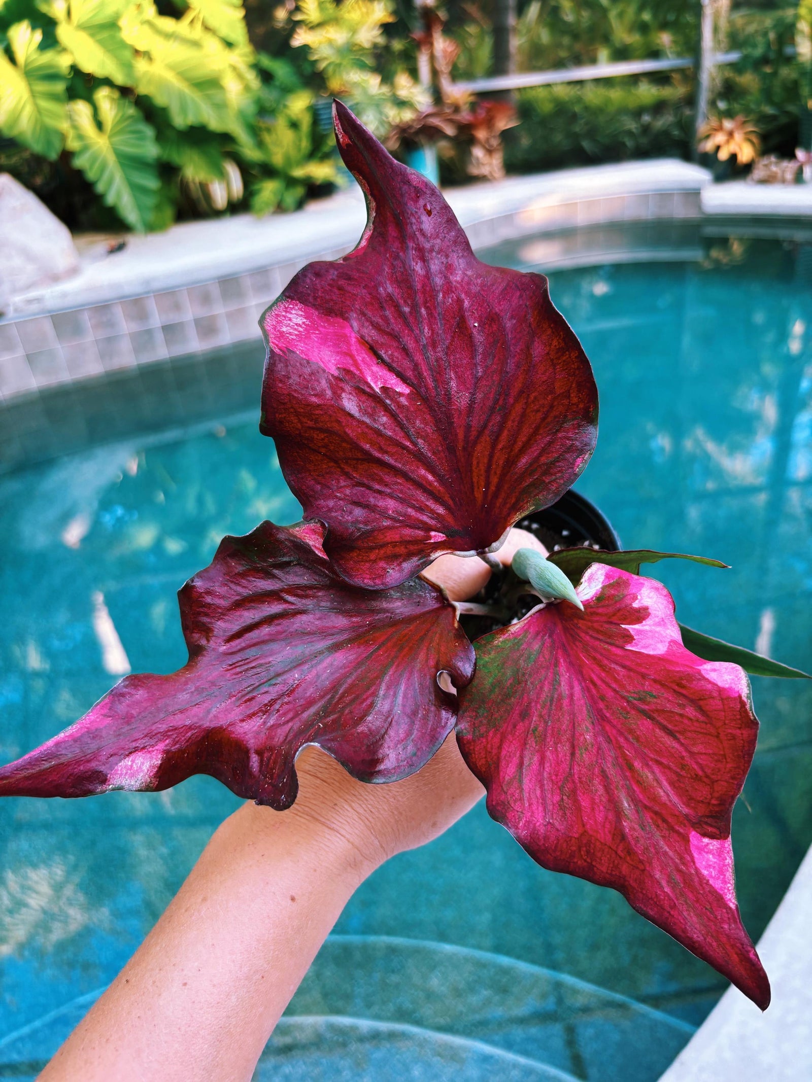 Actual Plant - Rare Seed Grown Hybrid Thai Caladium variegated magenta pink leaf 3” pot potted house plant gift 43n