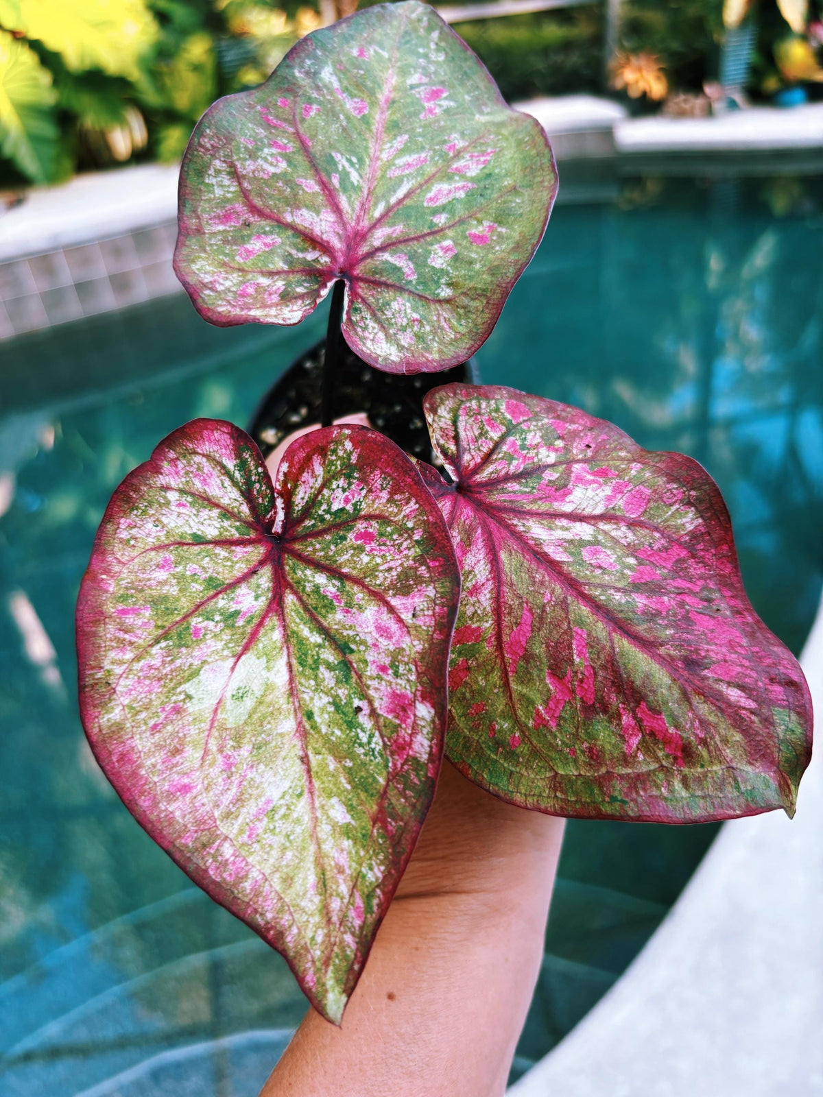 Actual Plant - Rare Seed Grown Hybrid Thai Caladium variegated multi color magenta pink leaf 3” potted house plant gift 43