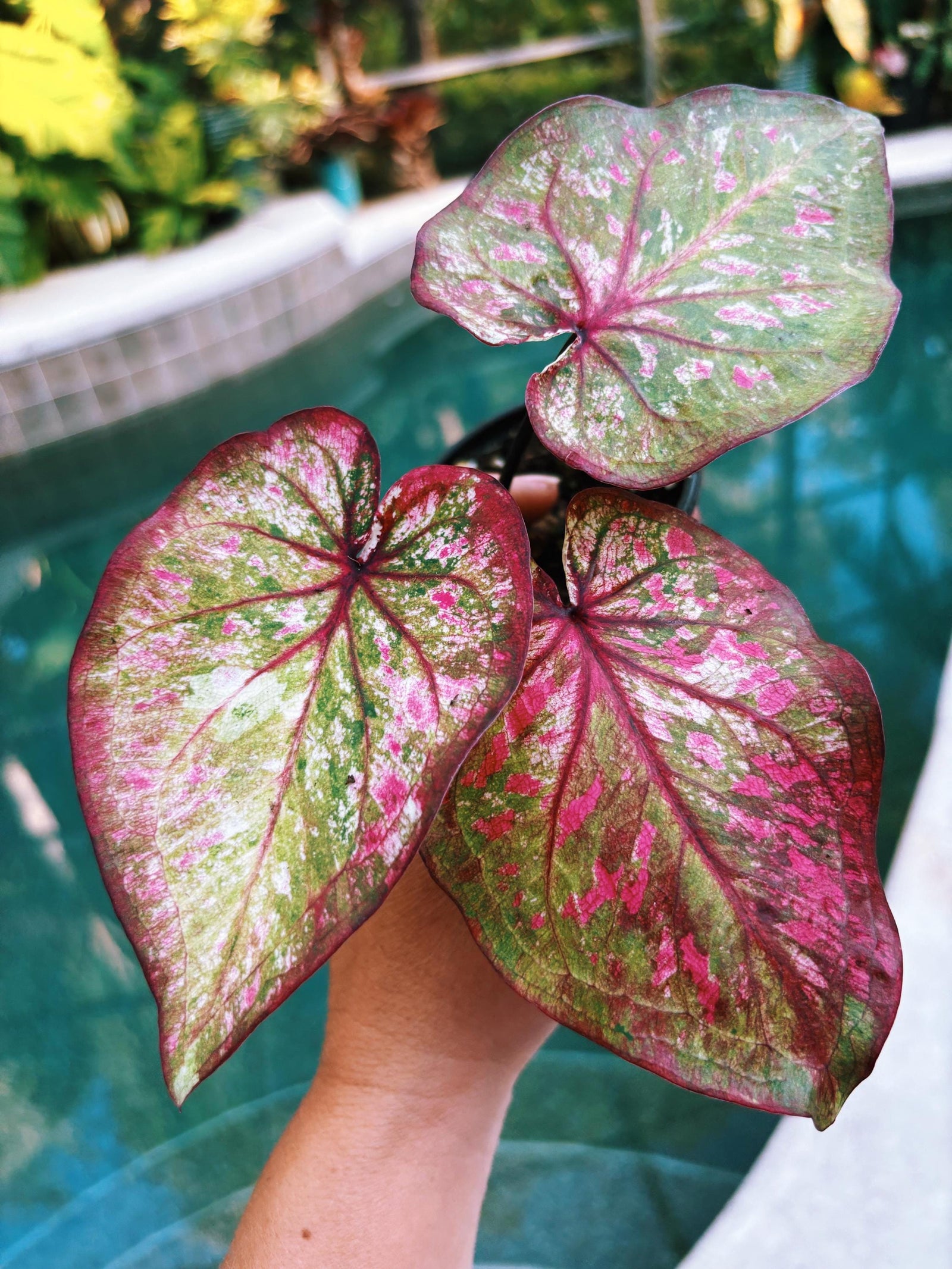 Actual Plant - Rare Seed Grown Hybrid Thai Caladium variegated multi color magenta pink leaf 3” potted house plant gift 43
