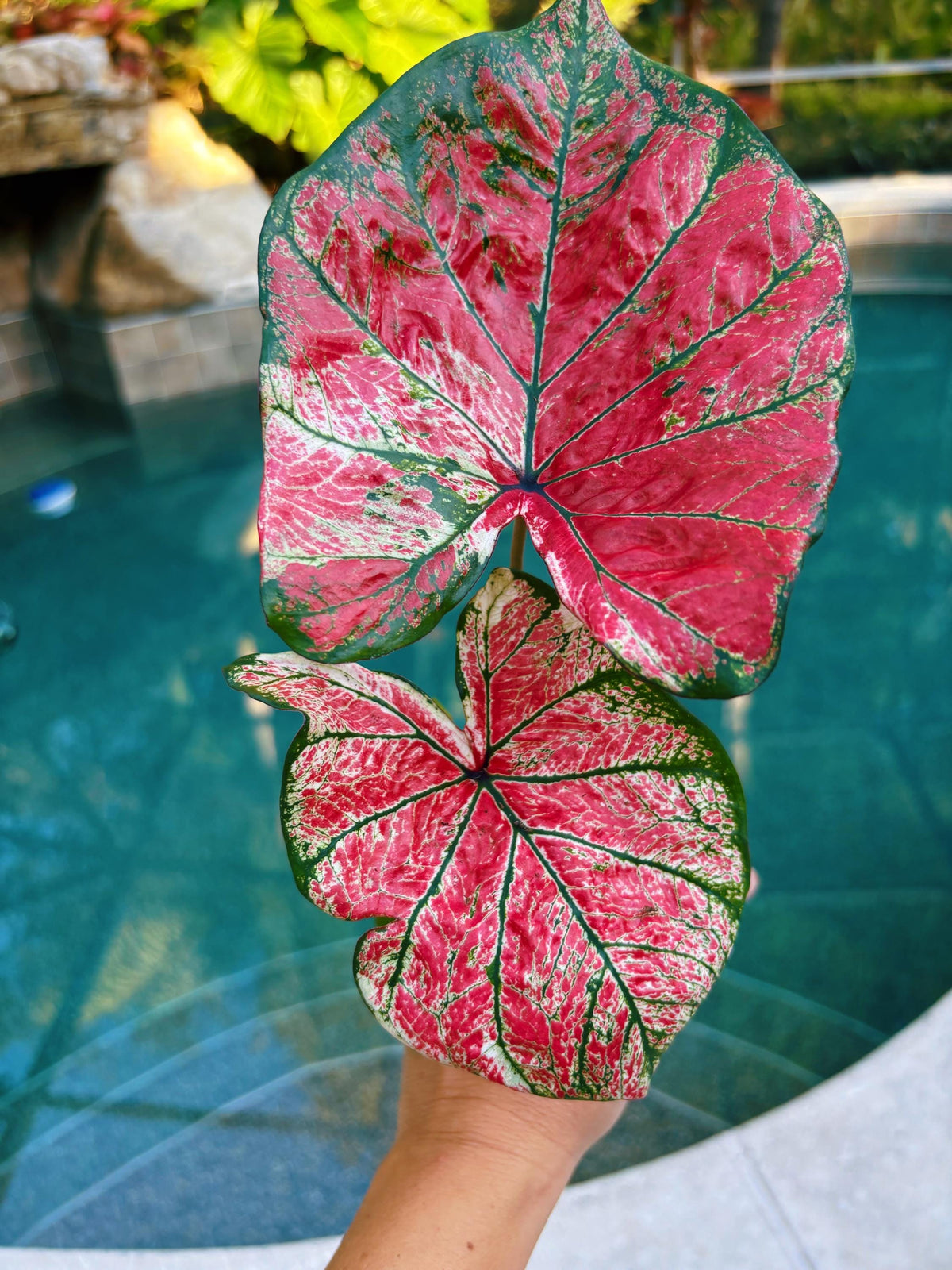 Actual Plant - Rare Seed Grown Hybrid Thai Caladium variegated red green leaf 3” potted house plant gift 43j