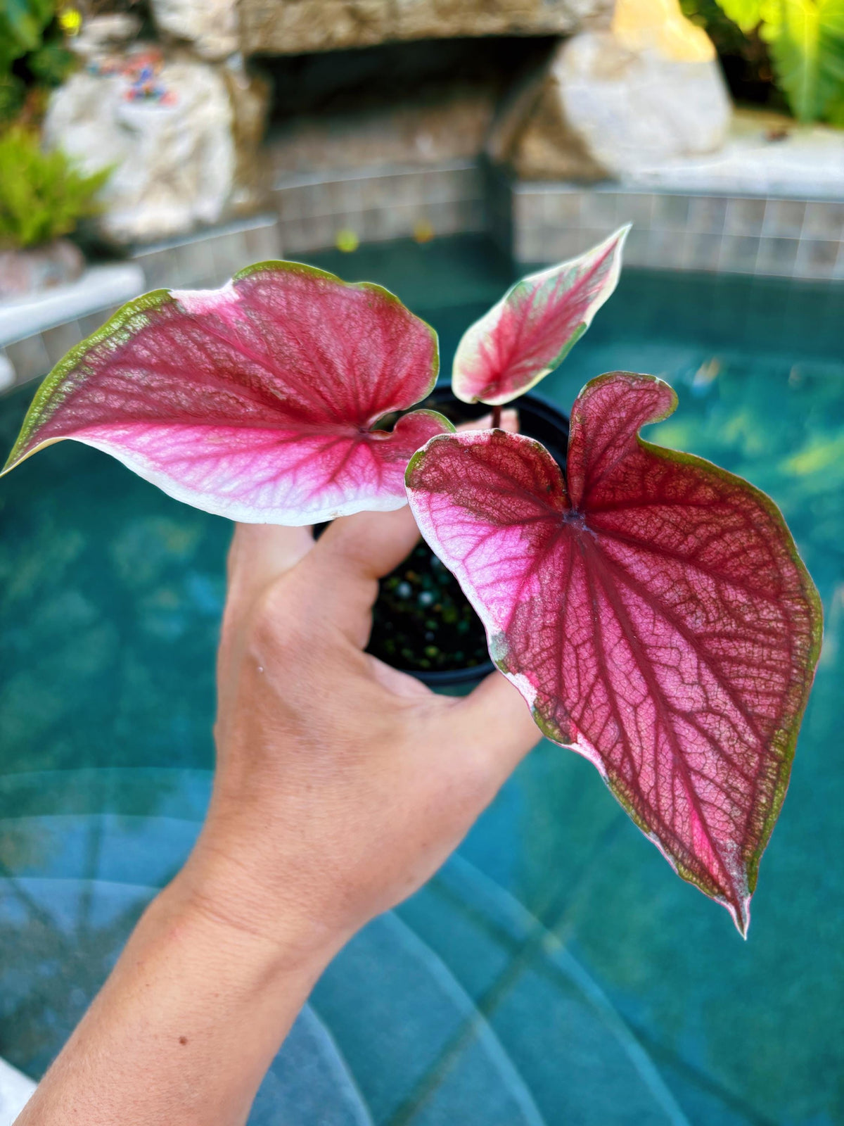 Actual Plant - Rare Seed Grown Hybrid Thai Caladium variegated pink albo leaf 3” potted house plant gift 43L