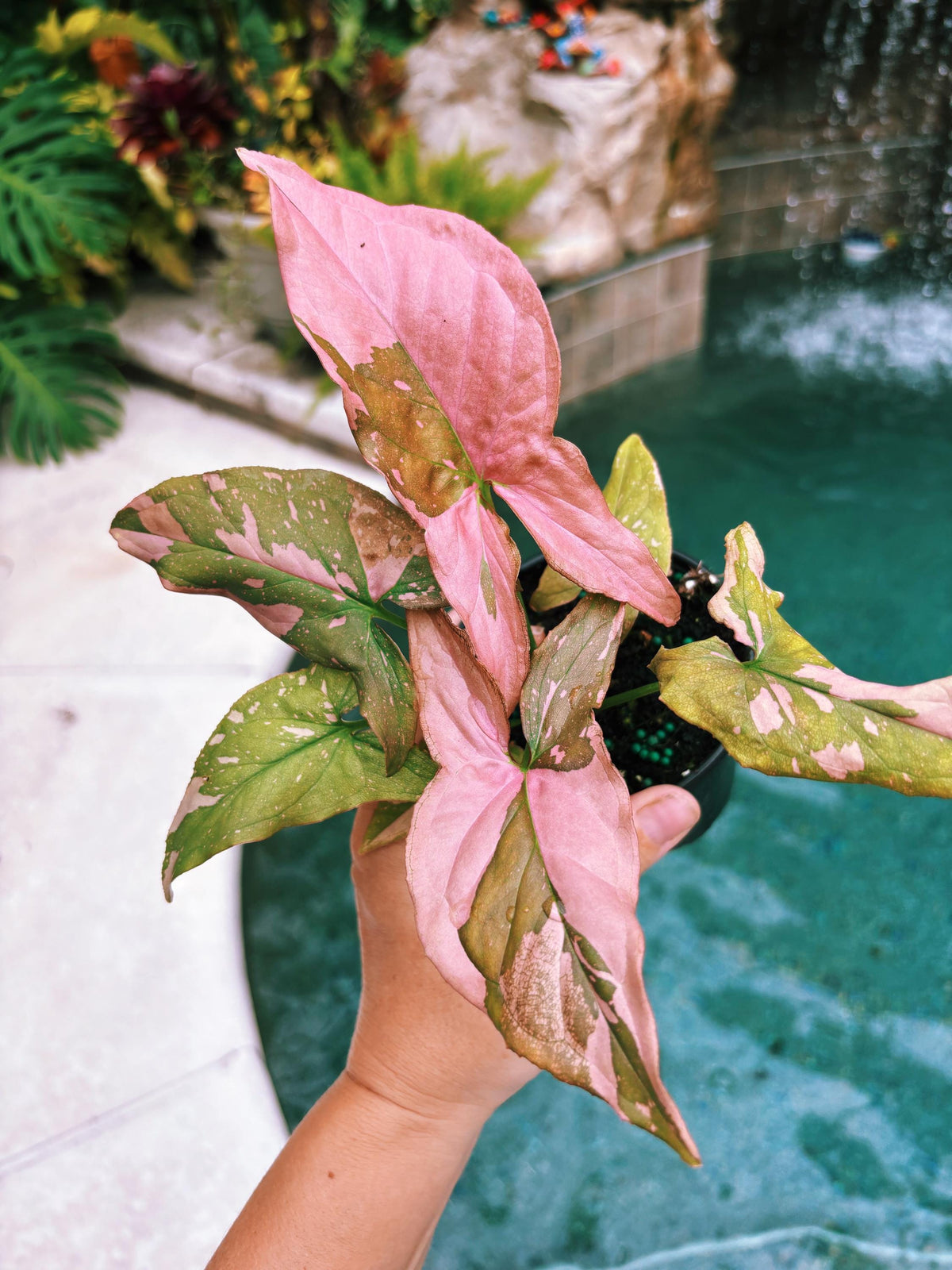Rare! Syngonium Thai Pink Splash aroid live 4” potted plant house plant 41c