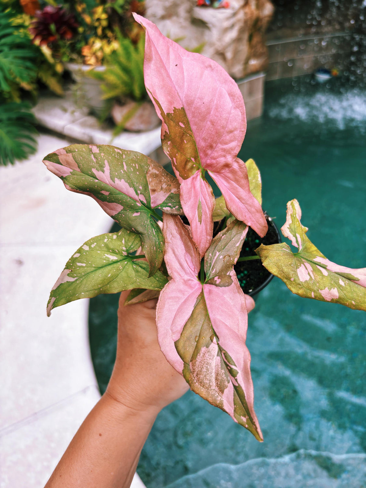 Rare! Syngonium Thai Pink Splash aroid live 4” potted plant house plant 41c