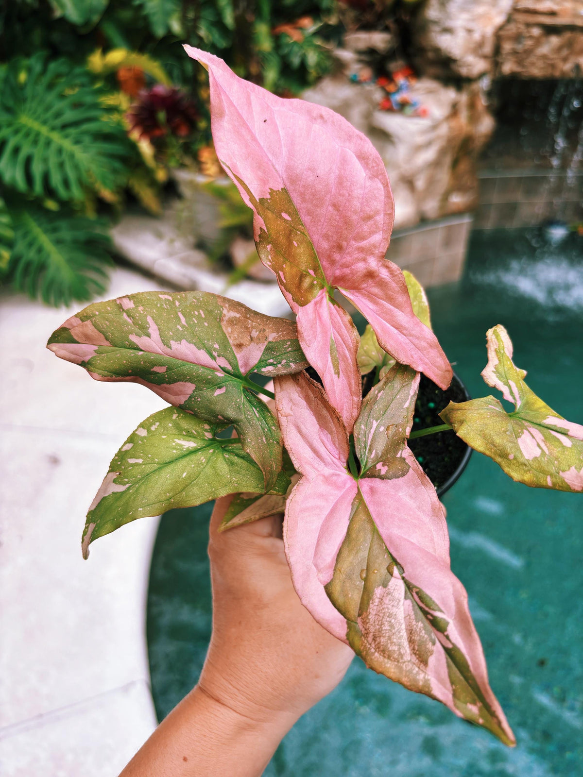 Rare! Syngonium Thai Pink Splash aroid live 4” potted plant house plant 41c
