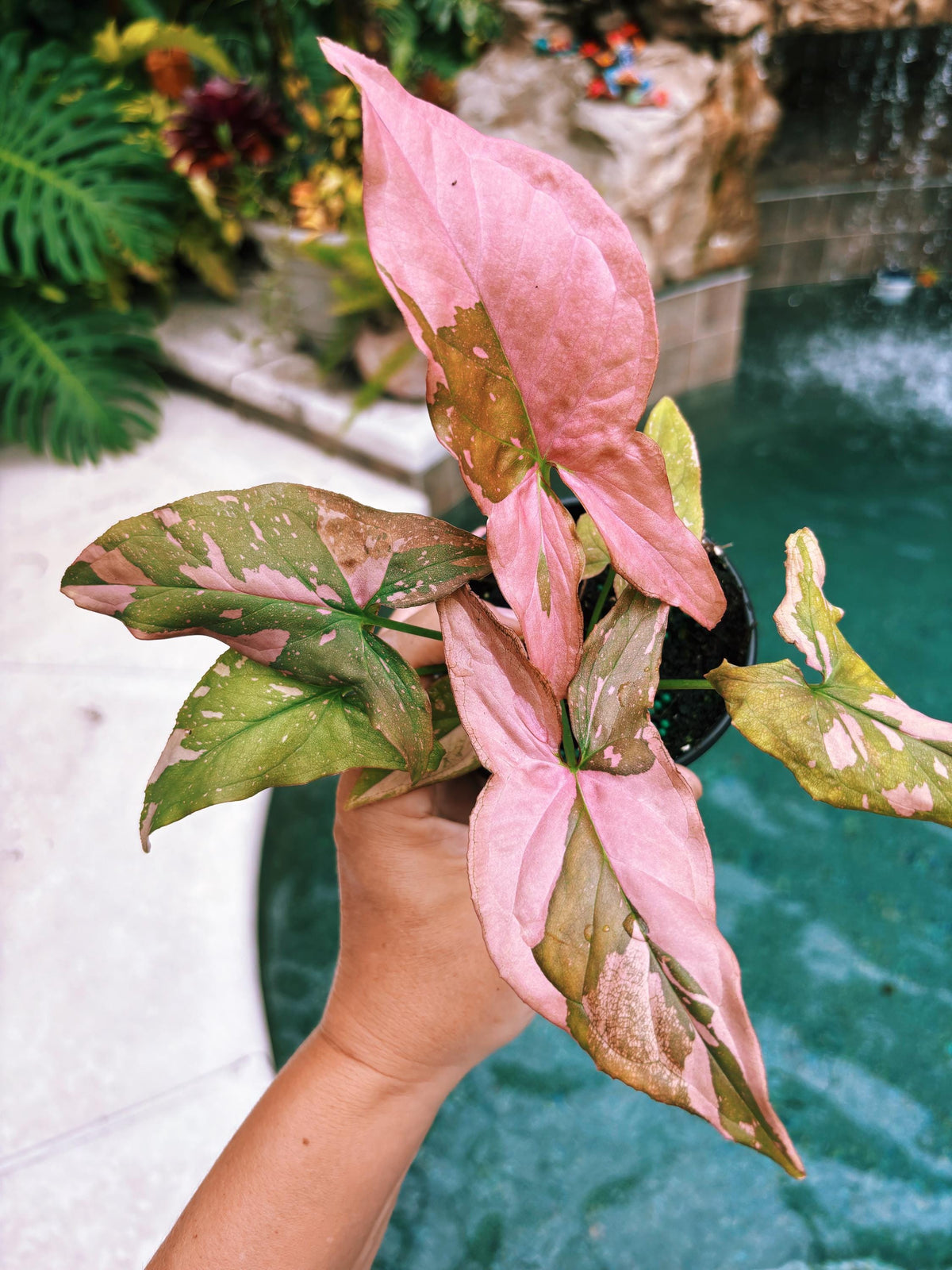 Rare! Syngonium Thai Pink Splash aroid live 4” potted plant house plant 41c