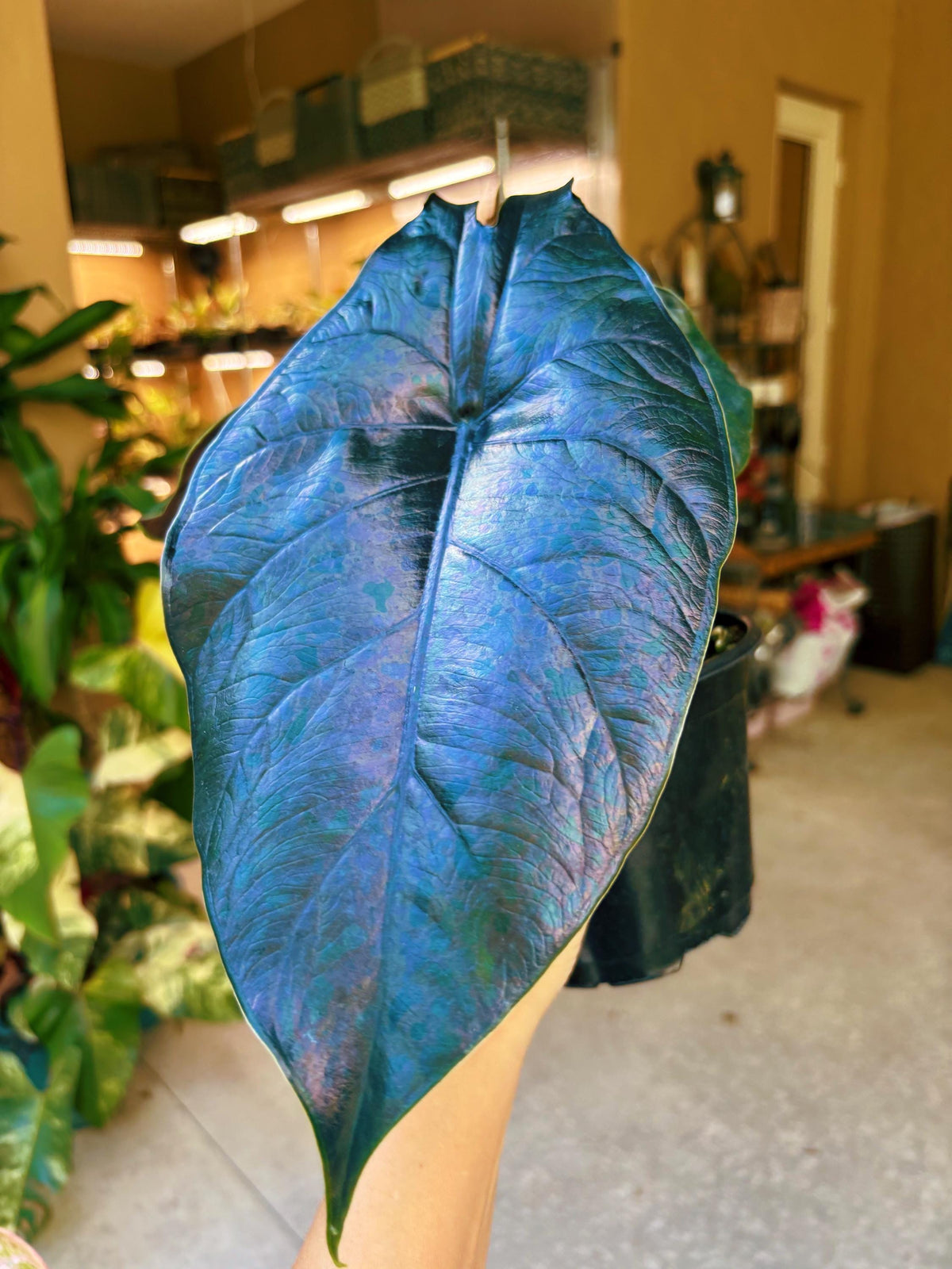 Large Alocasia ‘Green Unicorn Blue iridescent Hybrid Elephant Ear 6” pot potted live house plant Growers Choice