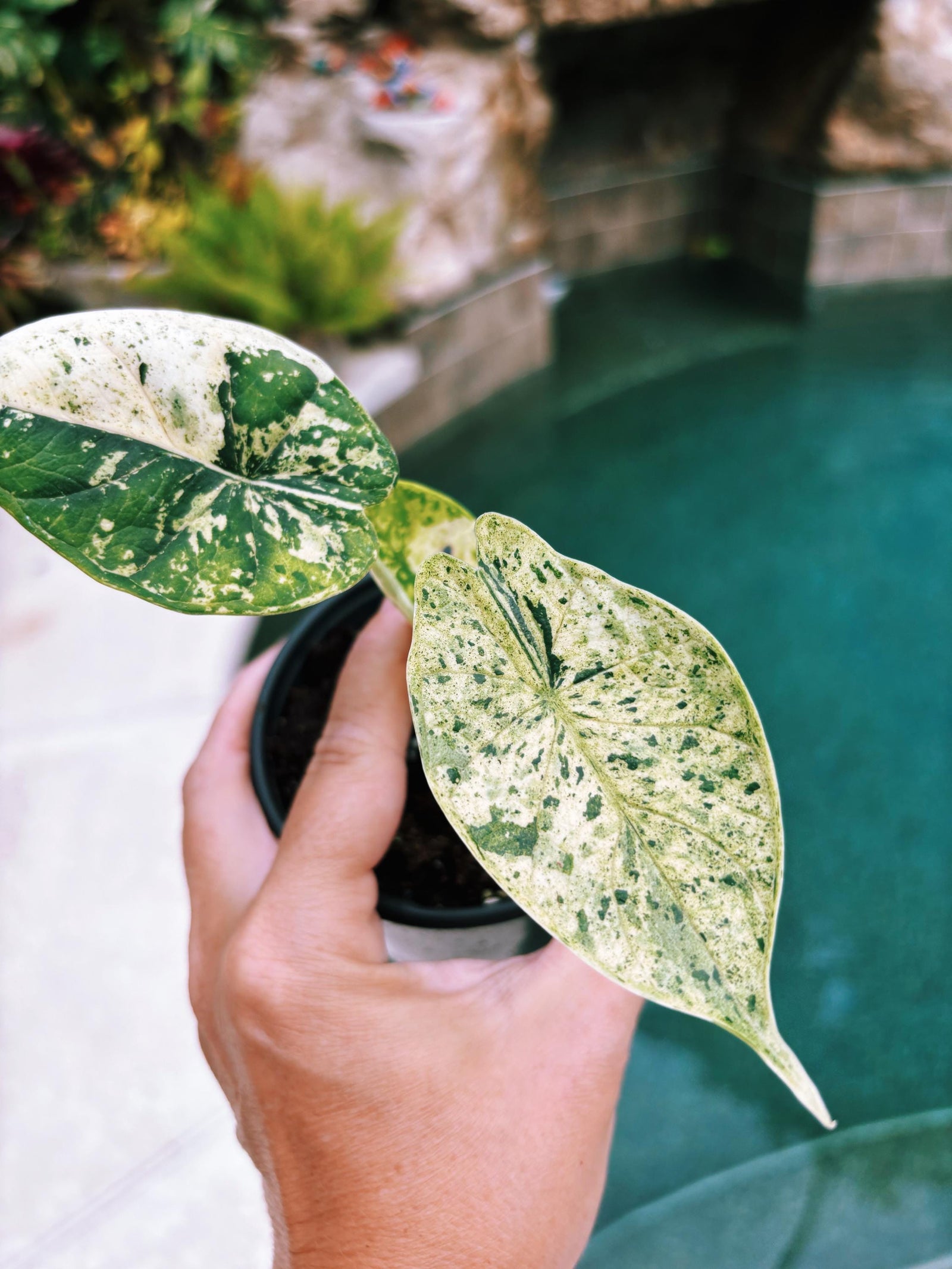 Actual plant- RARE Variegated Alocasia ‘Dragonscale Mint 4” pot potted live house starter plant j