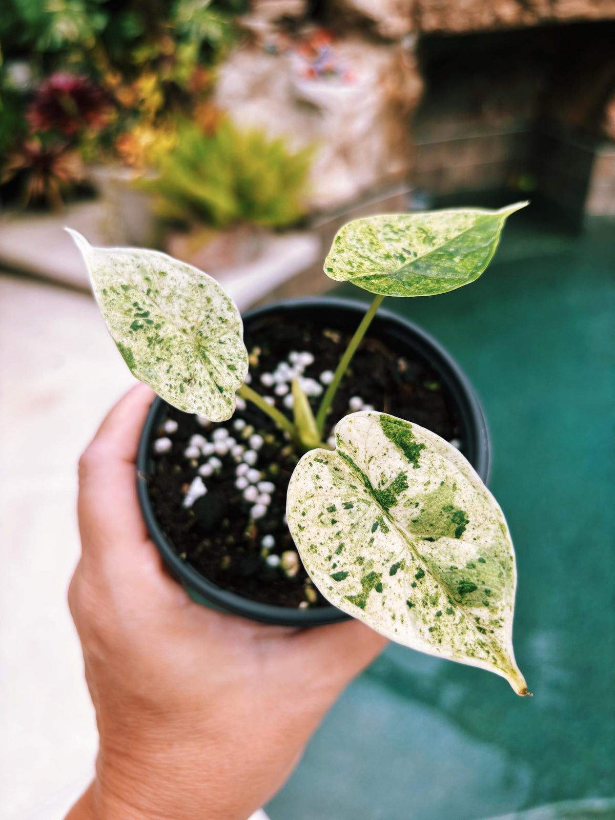 Actual plant- RARE Variegated Alocasia ‘Dragonscale Mint 4” potted live house starter plant k