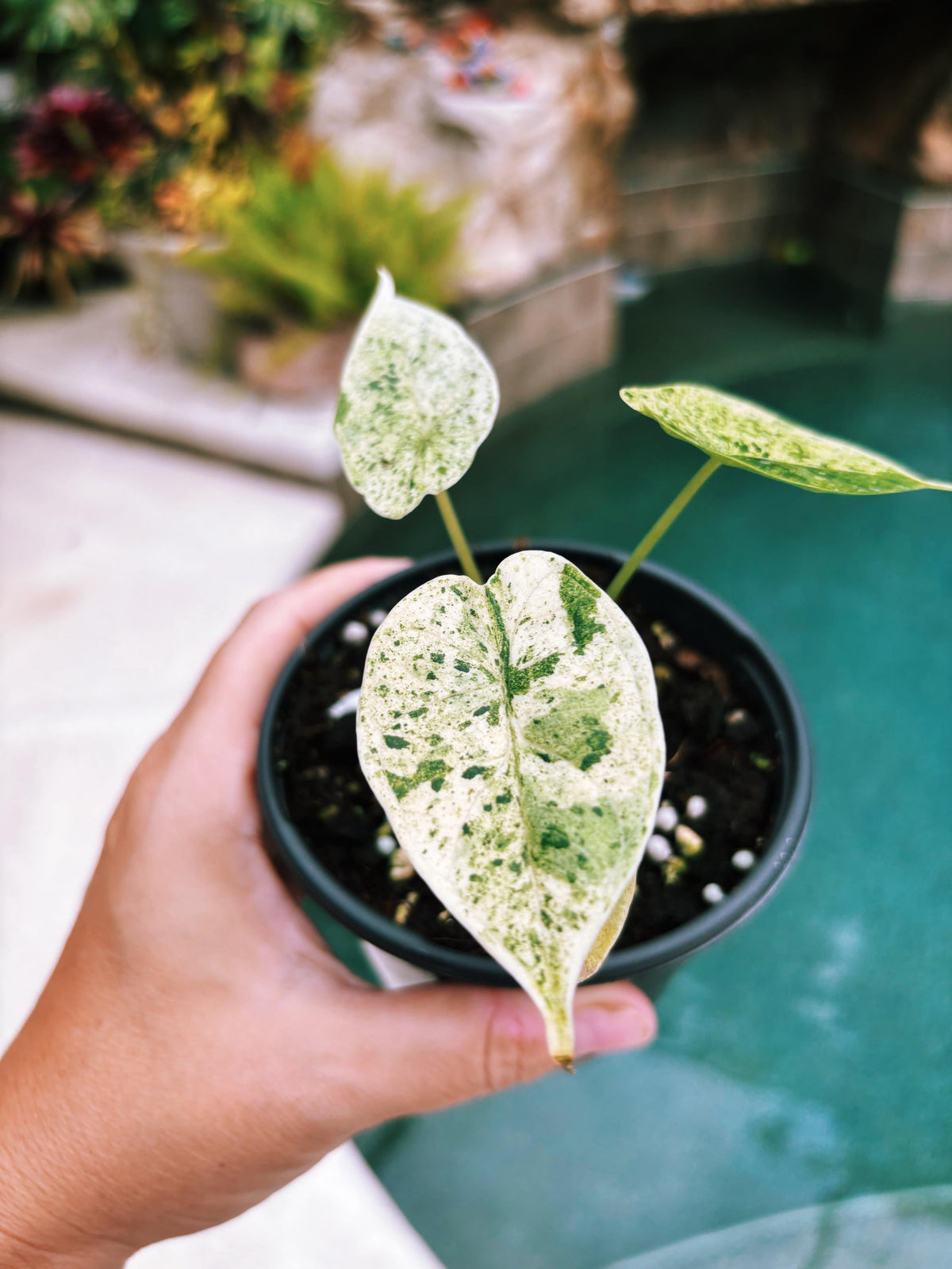 Actual plant- RARE Variegated Alocasia ‘Dragonscale Mint 4” potted live house starter plant k