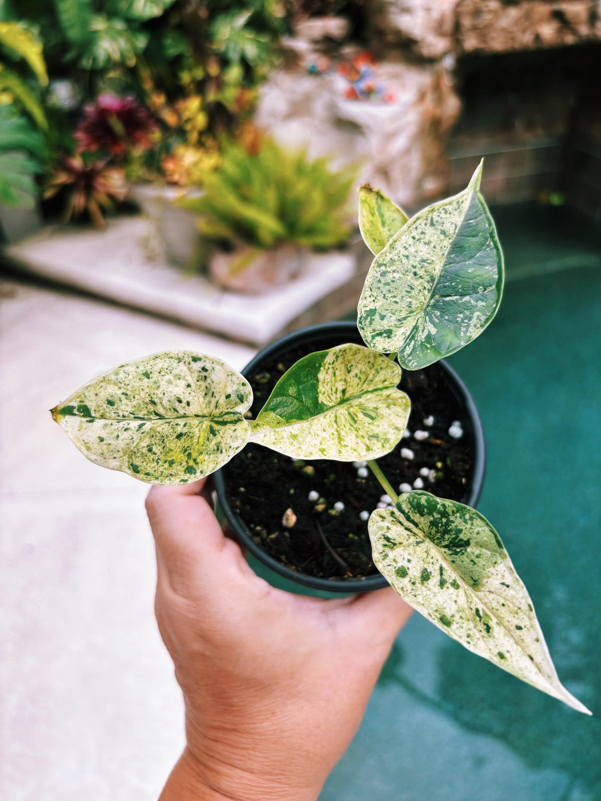 Actual plant- RARE Variegated Alocasia ‘Dragonscale Mint 4” potted live house starter plant L