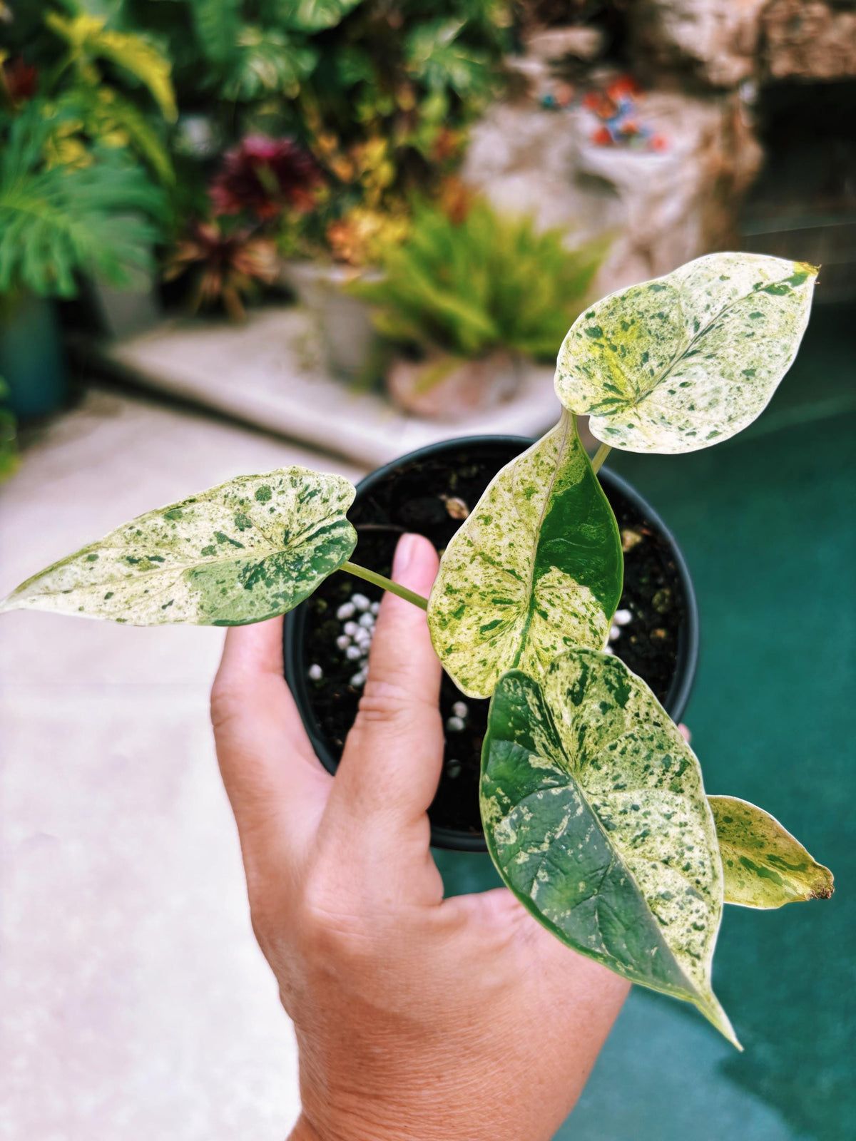 Actual plant- RARE Variegated Alocasia ‘Dragonscale Mint 4” potted live house starter plant L