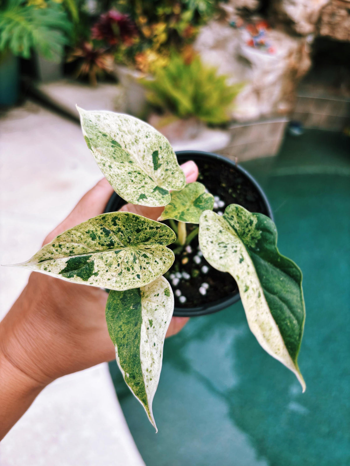 Actual plant- RARE Variegated Alocasia ‘Dragonscale Mint 4” pot potted live house starter plant m