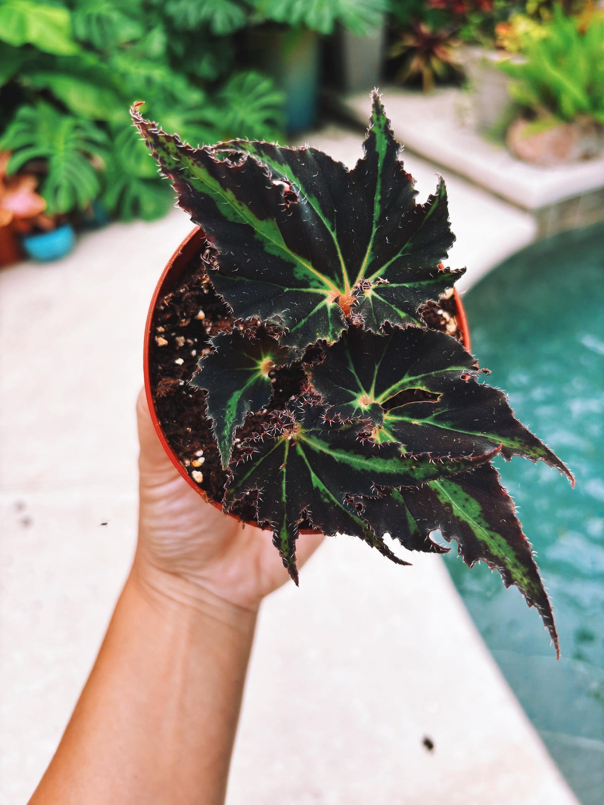 Begonia Breakdance Black Green Blue Flash Live House starter Plant Potted 4” gift
