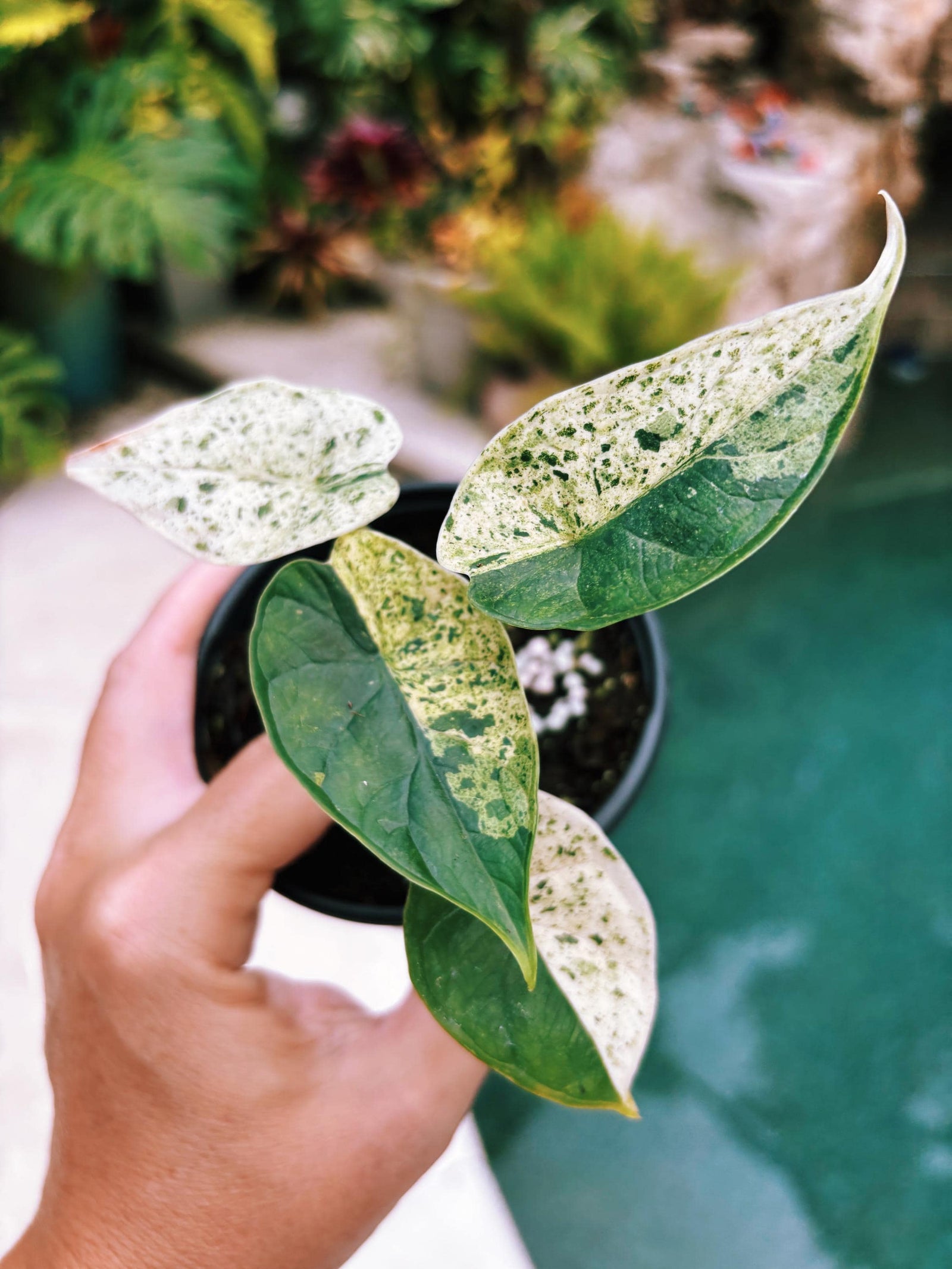 Actual plant- RARE Variegated Alocasia ‘Dragonscale Mint 4” potted live house starter plant n